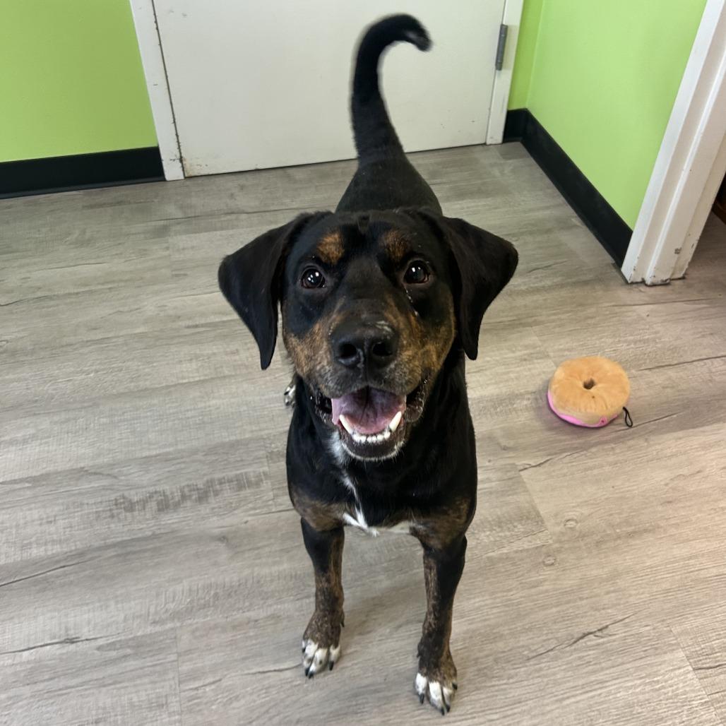 Rufus, a Adoptable mixed breed in Emporia, KS image 3/6