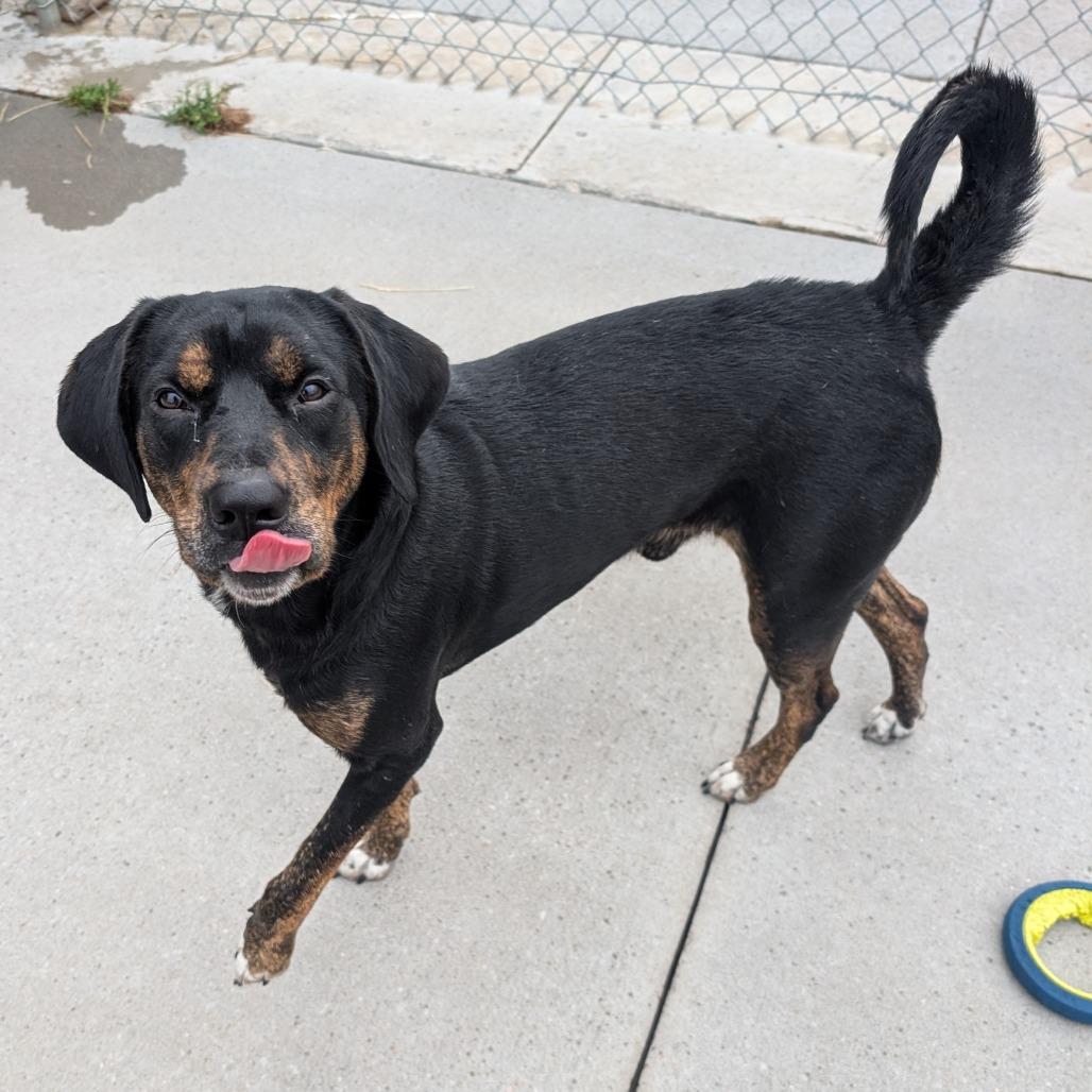 Rufus, a Adoptable mixed breed in Emporia, KS image 4/6