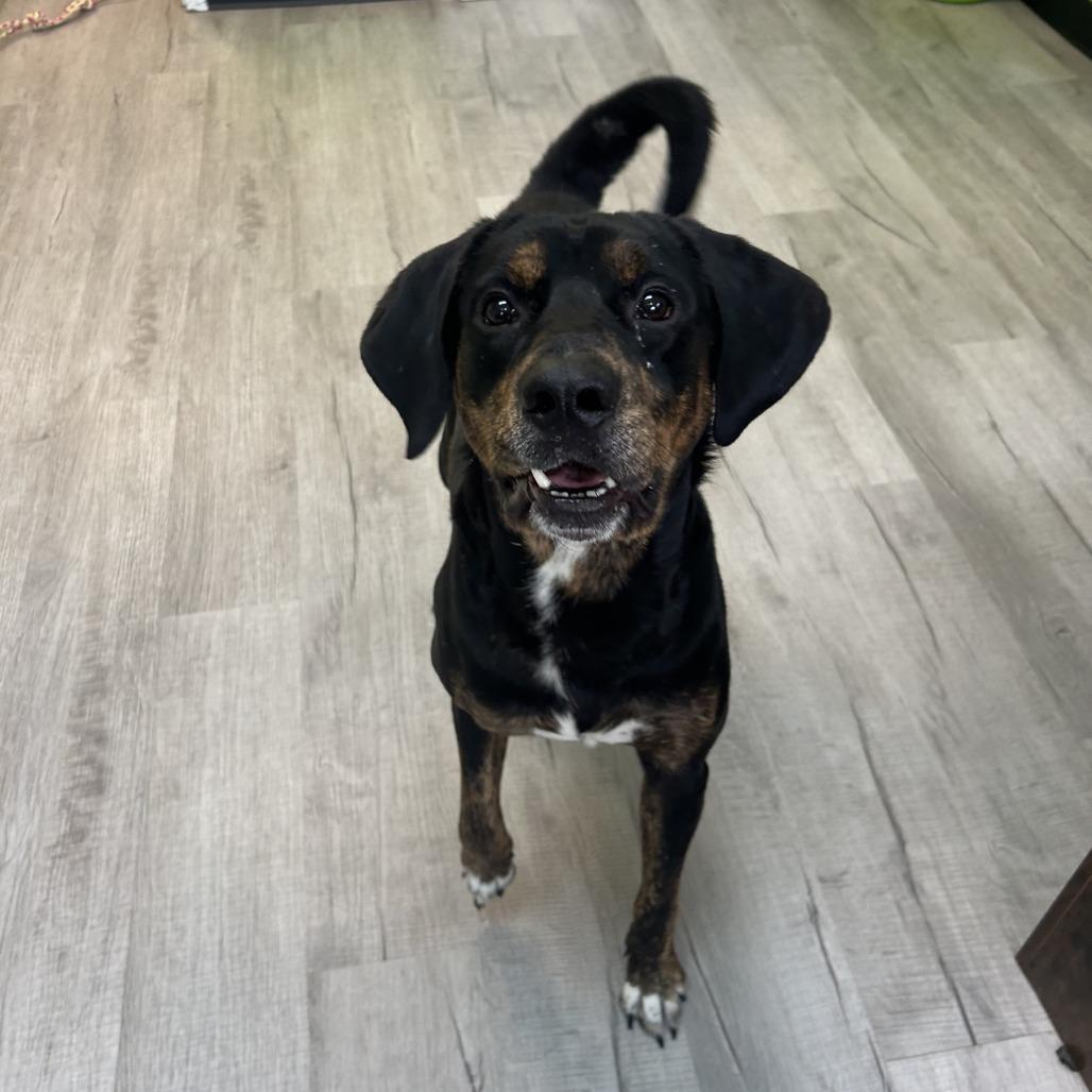 Rufus, a Adoptable mixed breed in Emporia, KS image 5/6