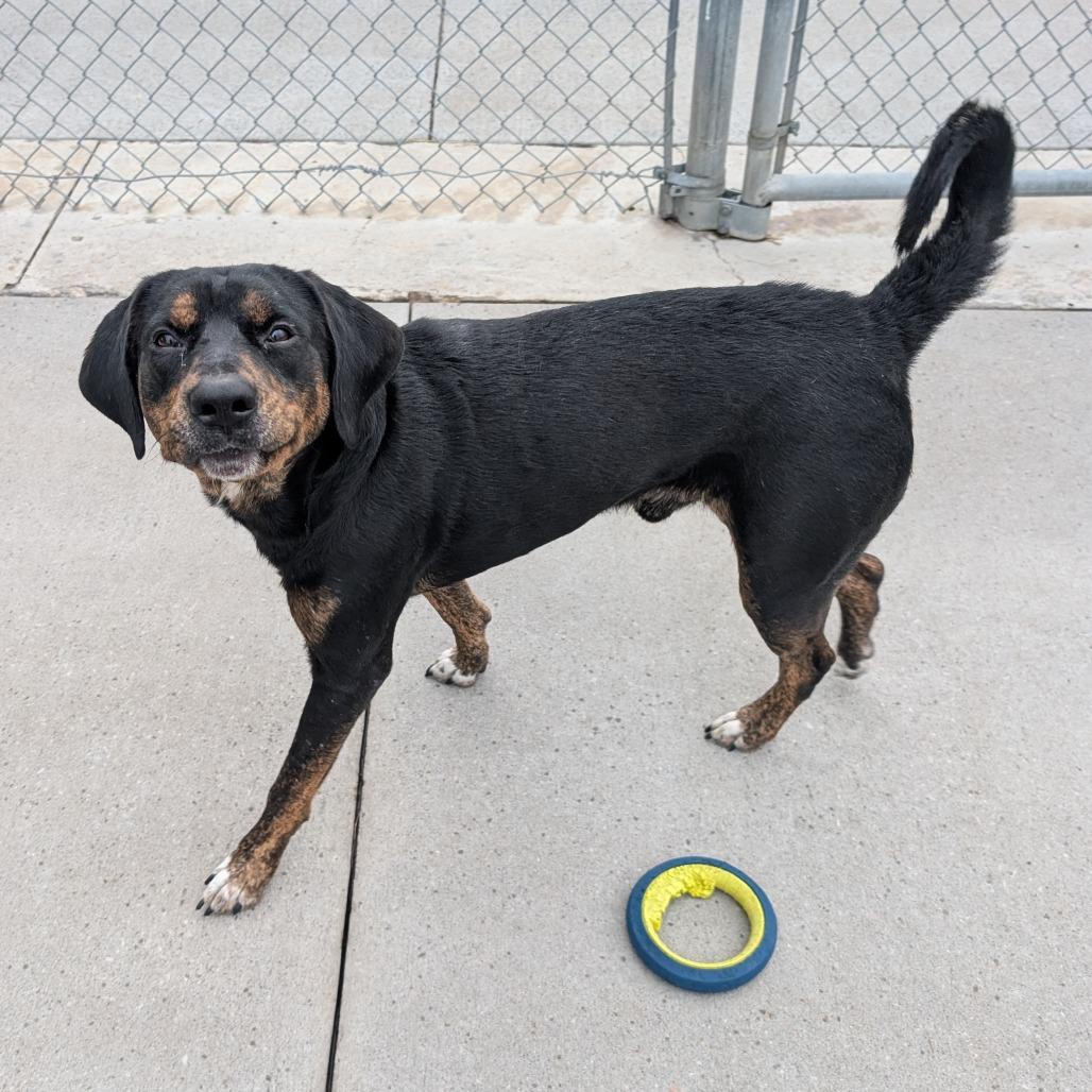 Rufus, a Adoptable mixed breed in Emporia, KS image 6/6