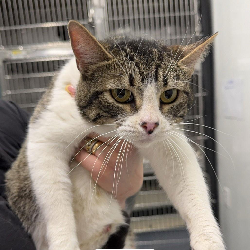 Harriet, Adoptable, Adult Female Domestic Short Hair.