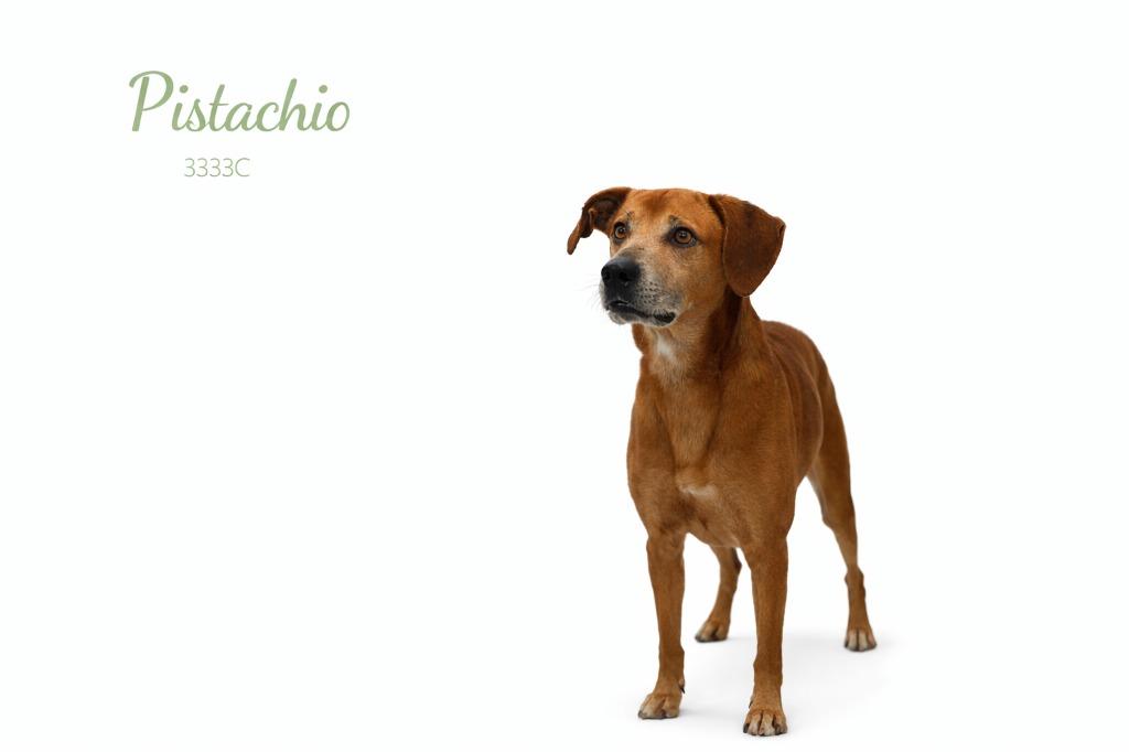 Pistachio, Adoptable, Adult Male Mixed Breed.