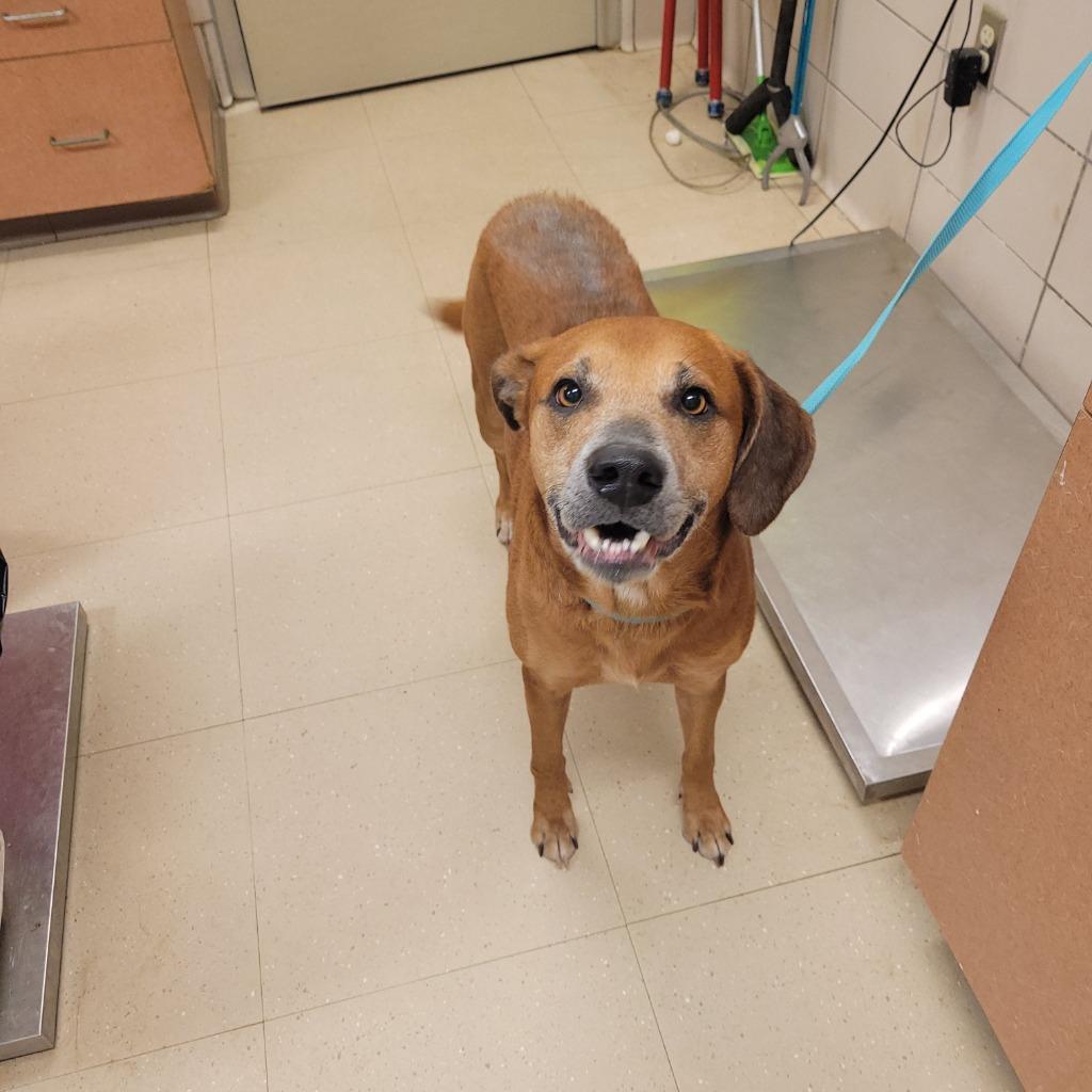 Enlarge Pistachio, a Adoptable Mixed Breed in Bossier City, LA image 1/4