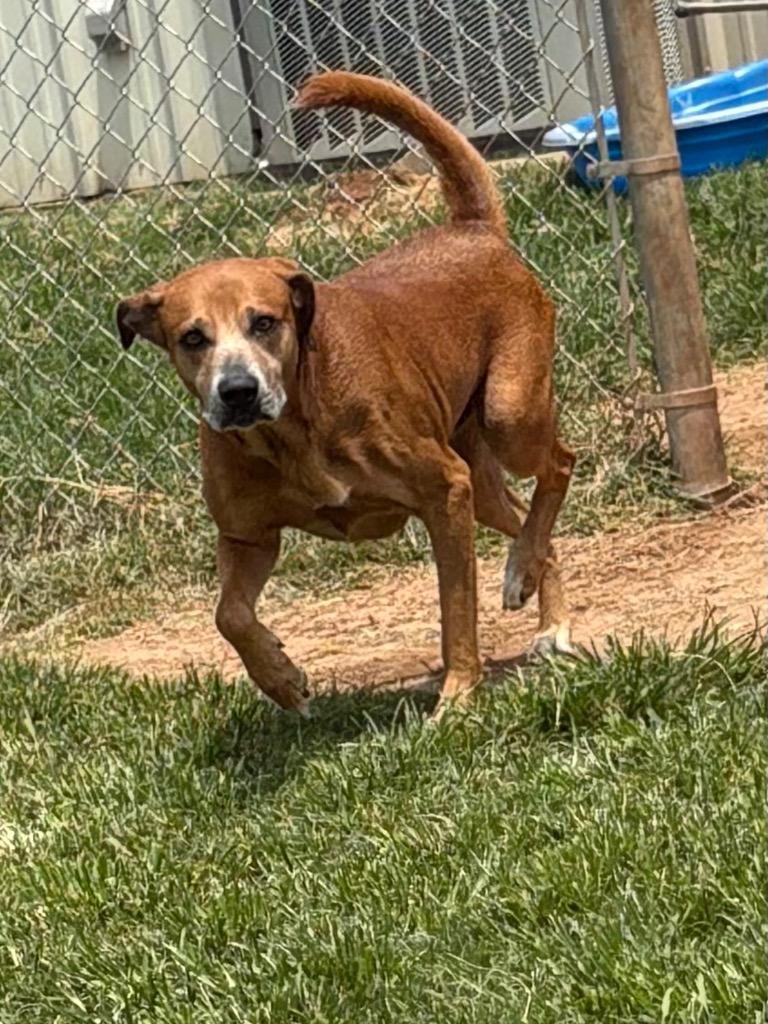Enlarge Pistachio, a Adoptable Mixed Breed in Bossier City, LA image 2/3