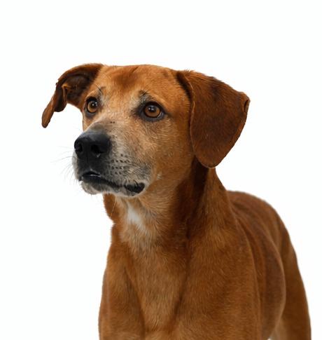 Enlarge Pistachio, a Adoptable Mixed Breed in Bossier City, LA image 5/6