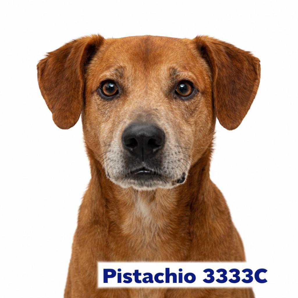 Enlarge Pistachio, a Adoptable Mixed Breed in Bossier City, LA image 6/6