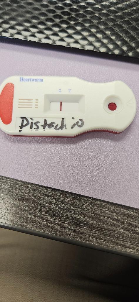 Enlarge Pistachio, a Adoptable Mixed Breed in Bossier City, LA image 3/4