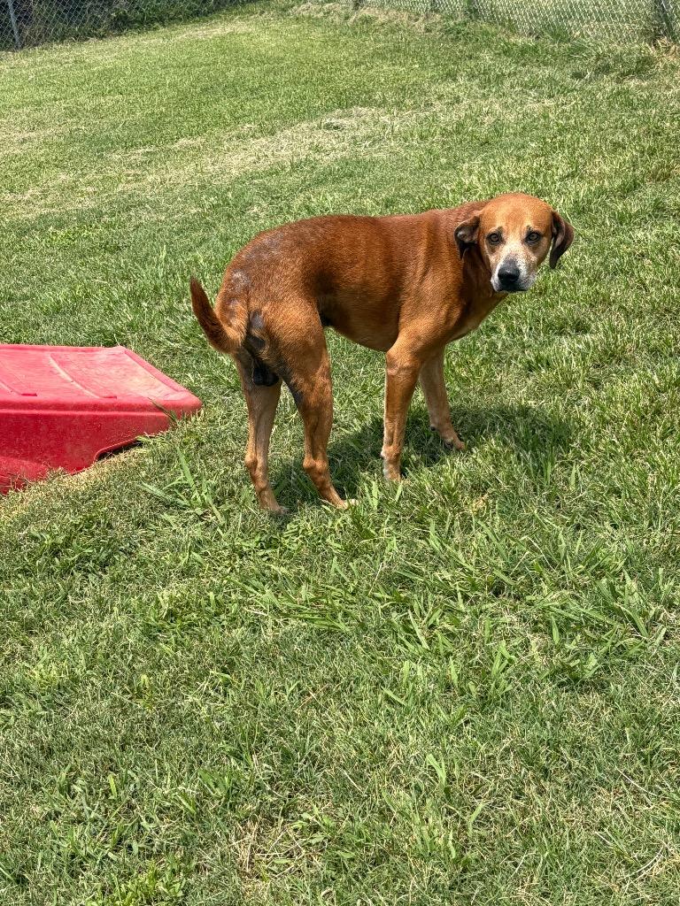 Enlarge Pistachio, a Adoptable Mixed Breed in Bossier City, LA image 4/4