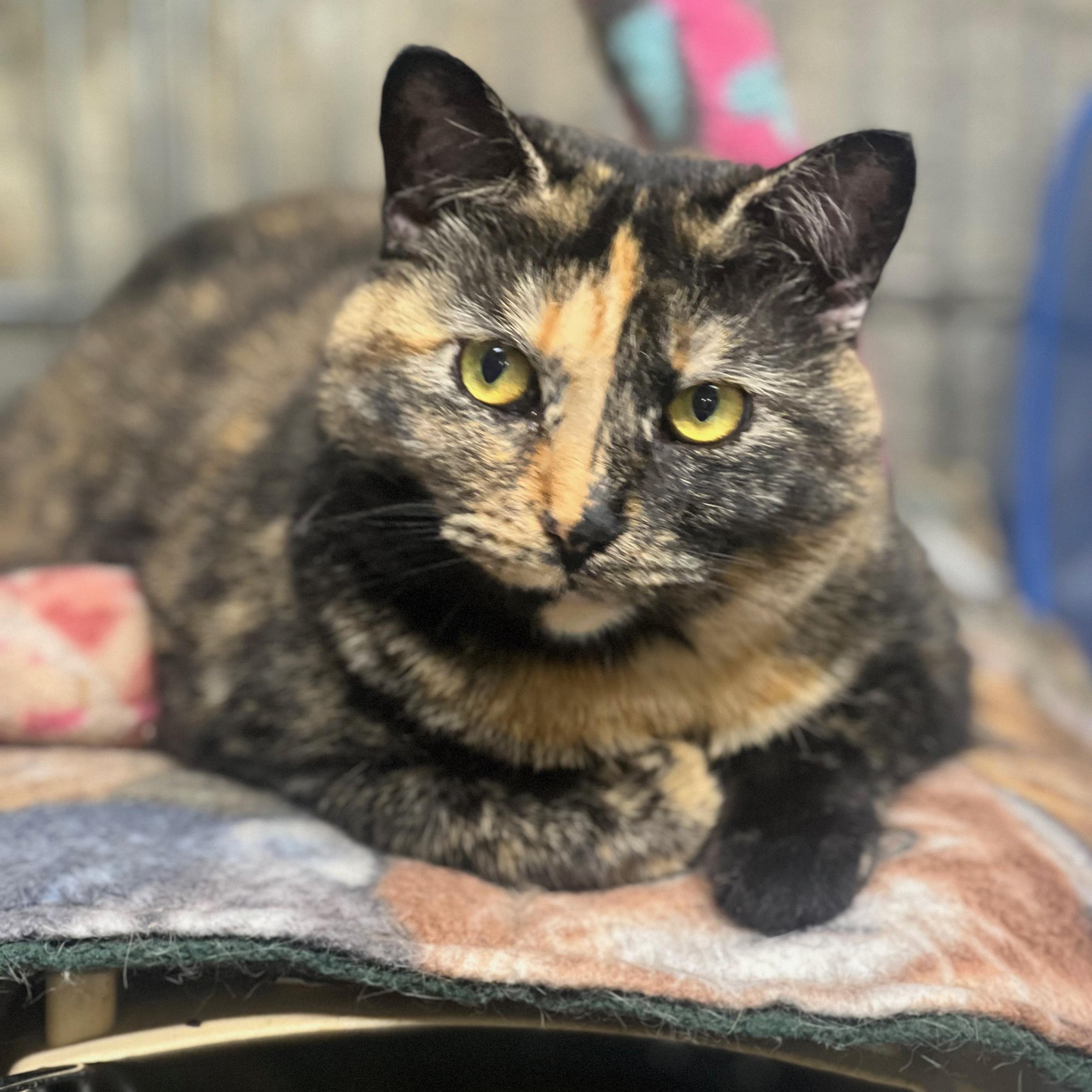 Muffin, ADOPTABLE, Adult Female Domestic Short Hair.