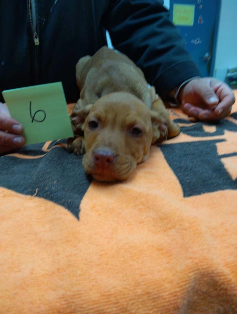 DESTINY, Adoptable, Puppy Female Mixed Breed.