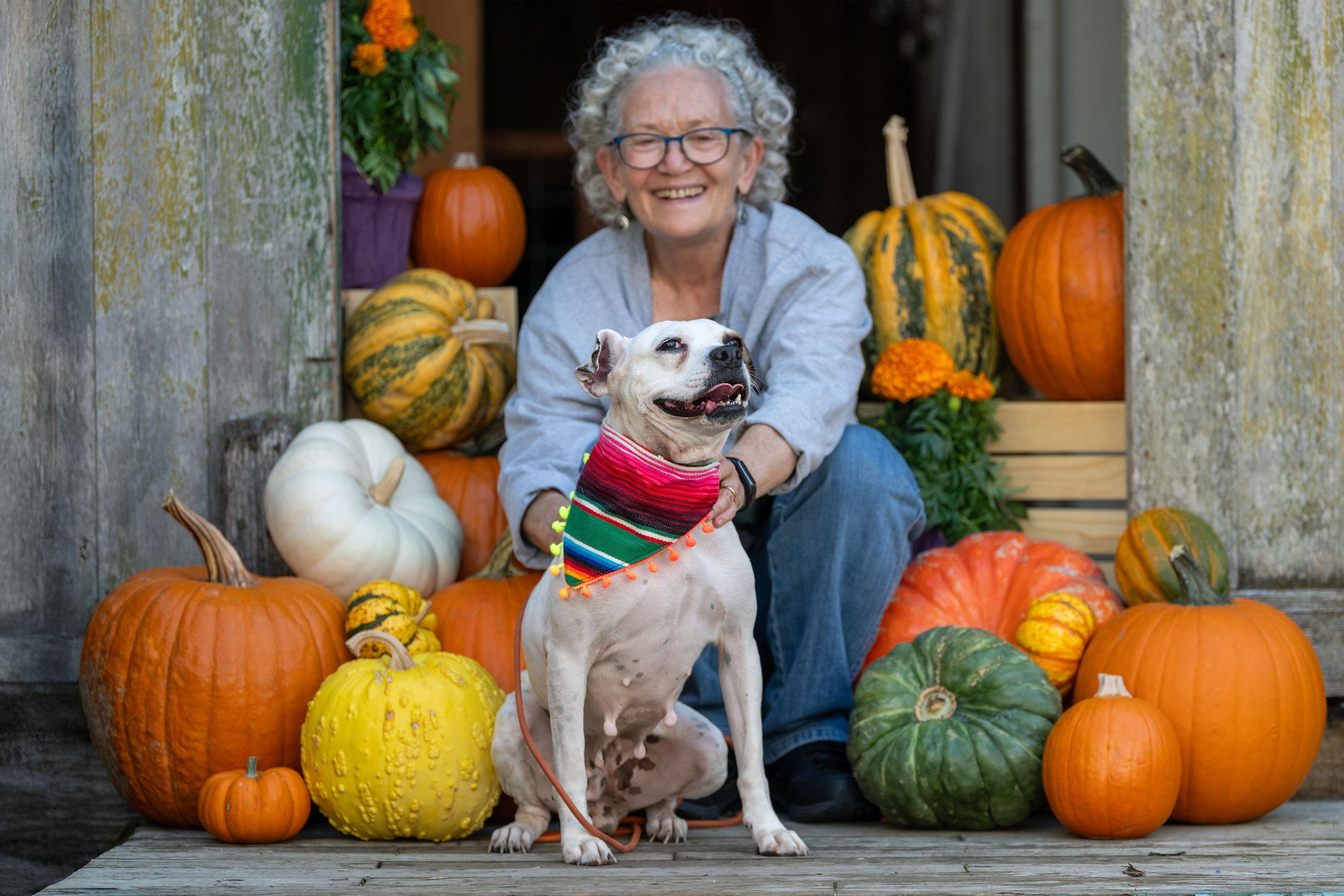 Barbie, a Adoptable mixed breed in Santa Rosa, CA image 2/4