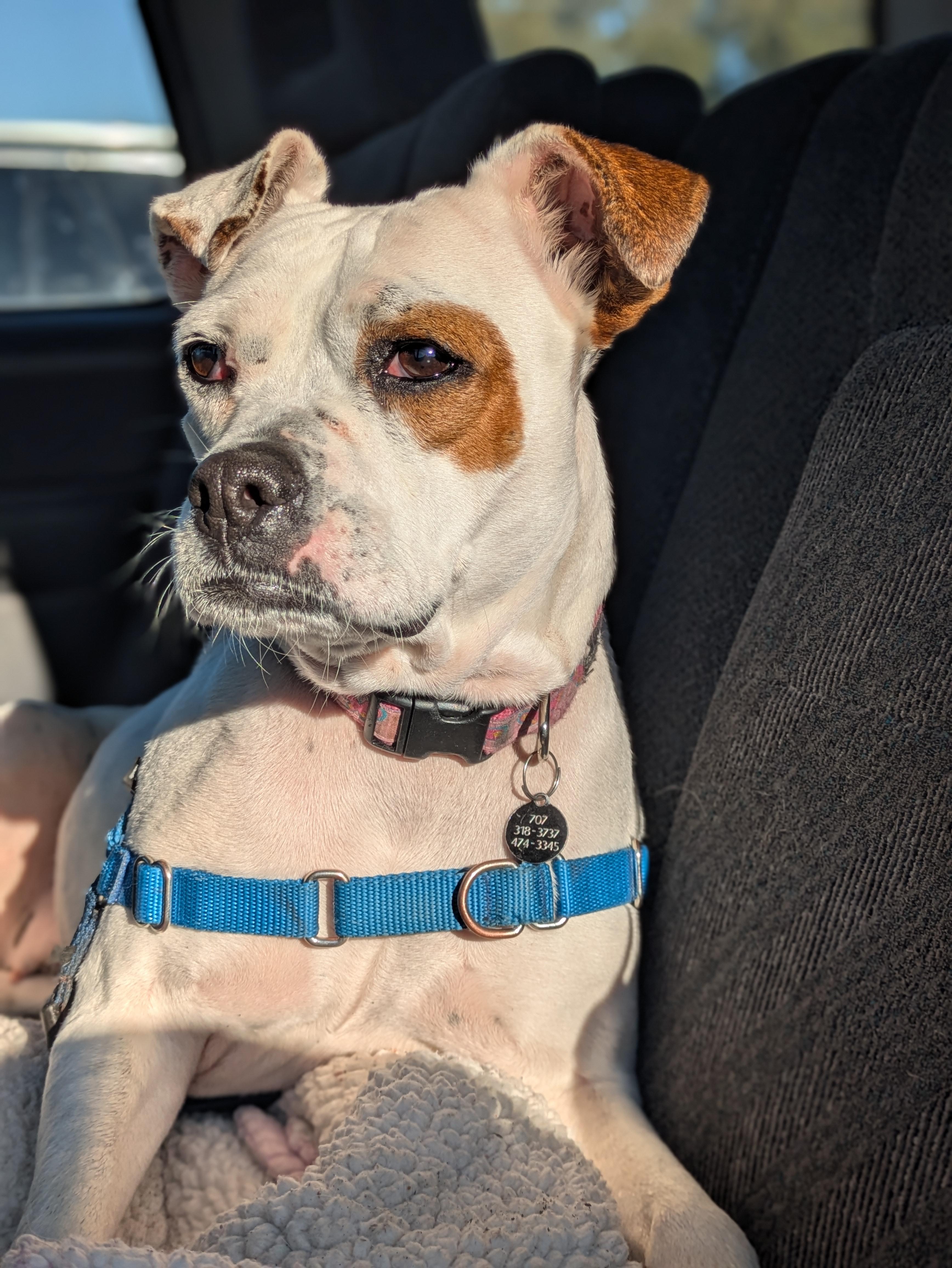 Barbie, Adoptable, Adult Female Boxer.