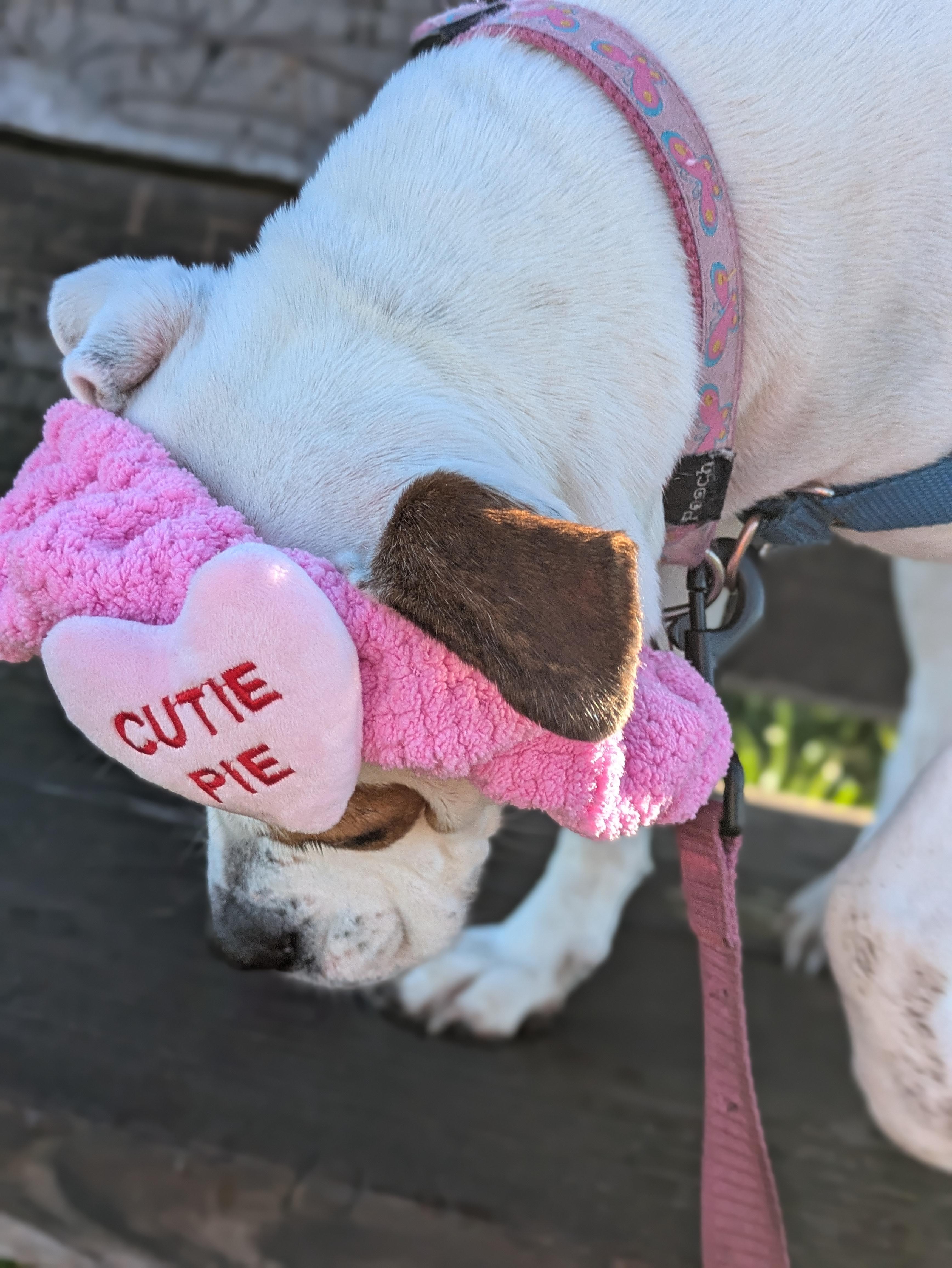 Enlarge Barbie, a Adoptable mixed breed in Santa Rosa, CA image 4/6