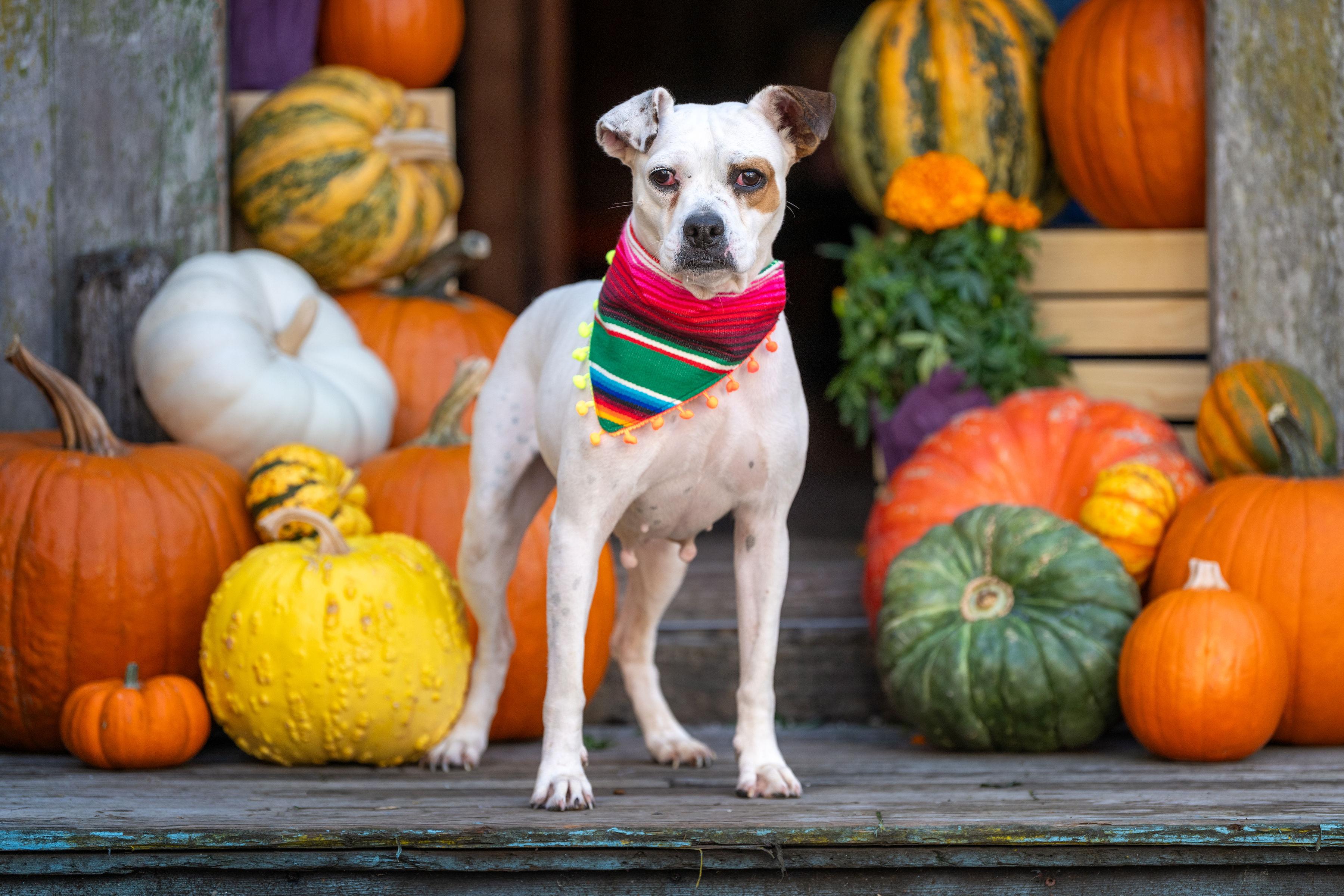 Barbie, Adoptable, Adult Female Boxer.