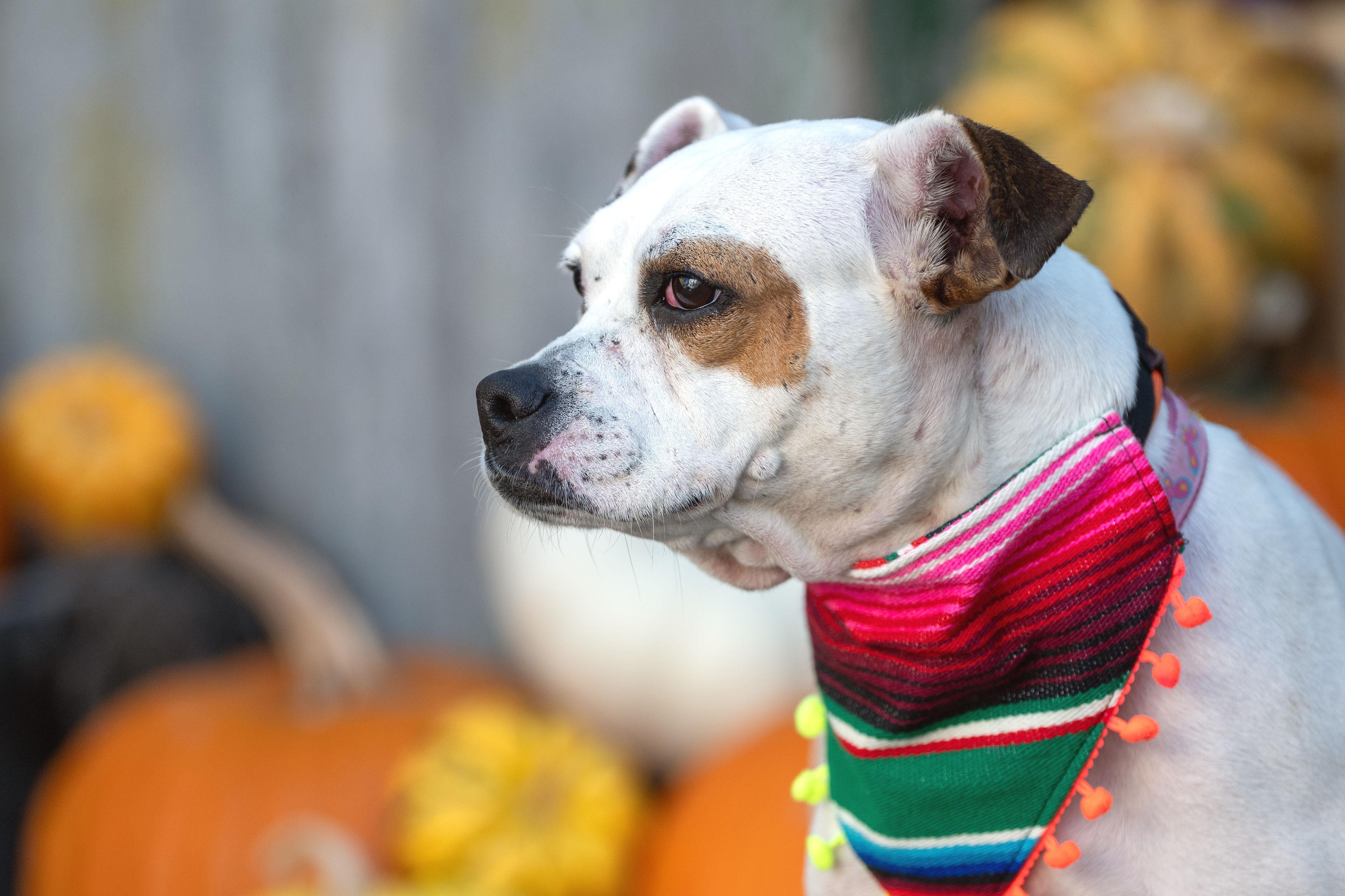 Barbie, a Adoptable mixed breed in Santa Rosa, CA image 4/4