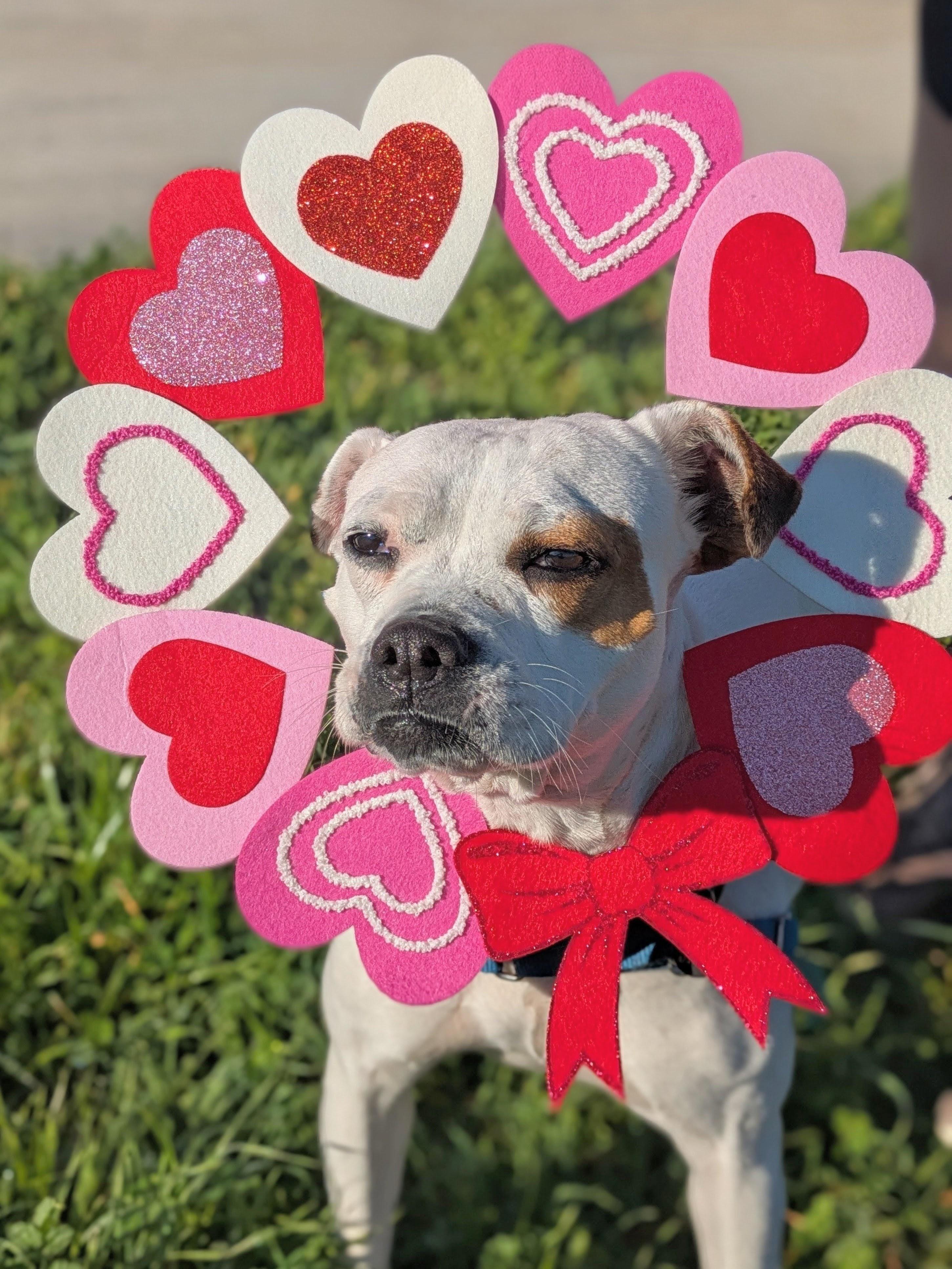 Enlarge Barbie, a Adoptable mixed breed in Santa Rosa, CA image 6/6