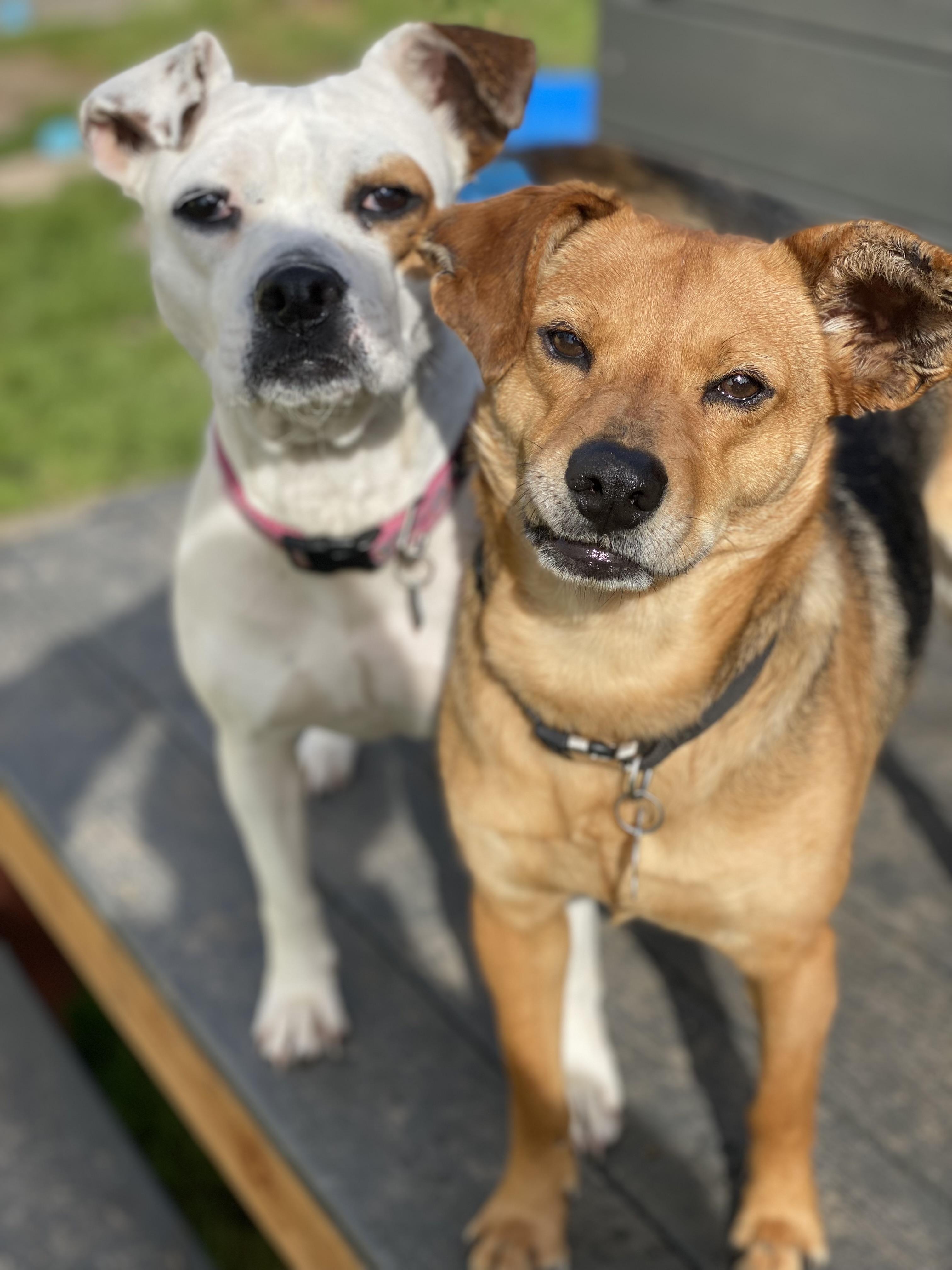 Enlarge Barbie, a Adoptable mixed breed in Santa Rosa, CA image 5/5