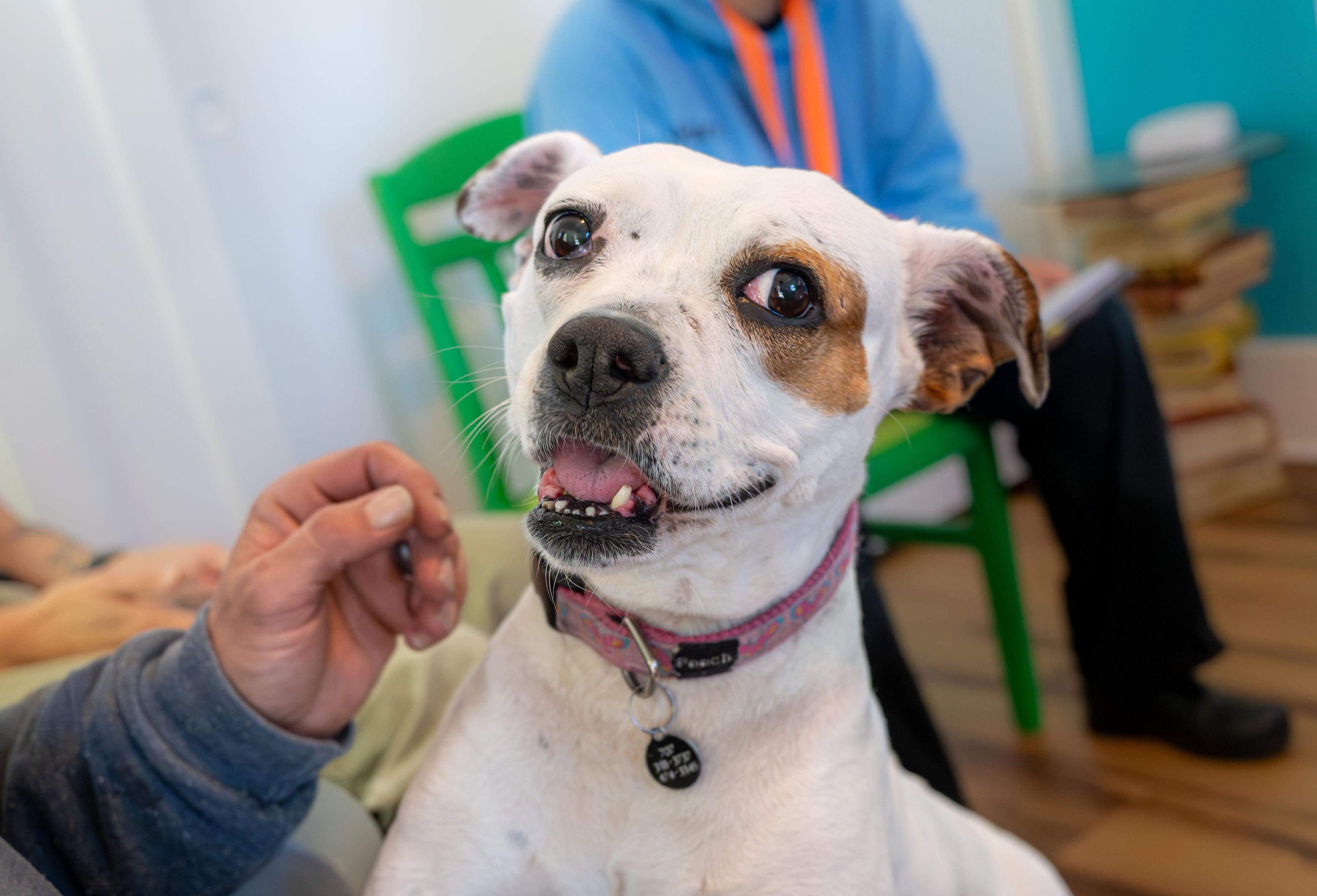 Enlarge Barbie, a Adoptable mixed breed in Santa Rosa, CA image 1/5