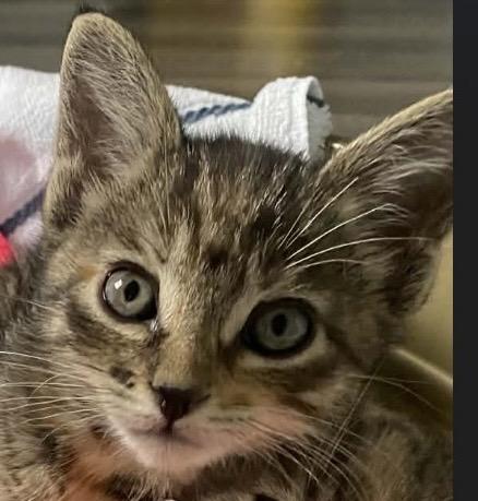 Kitty, ADOPTABLE, Young Female Domestic Short Hair.