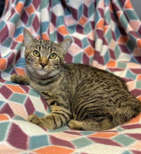 Pepperoncini, a Adoptable Domestic Short Hair in East Northport, NY image 1/6
