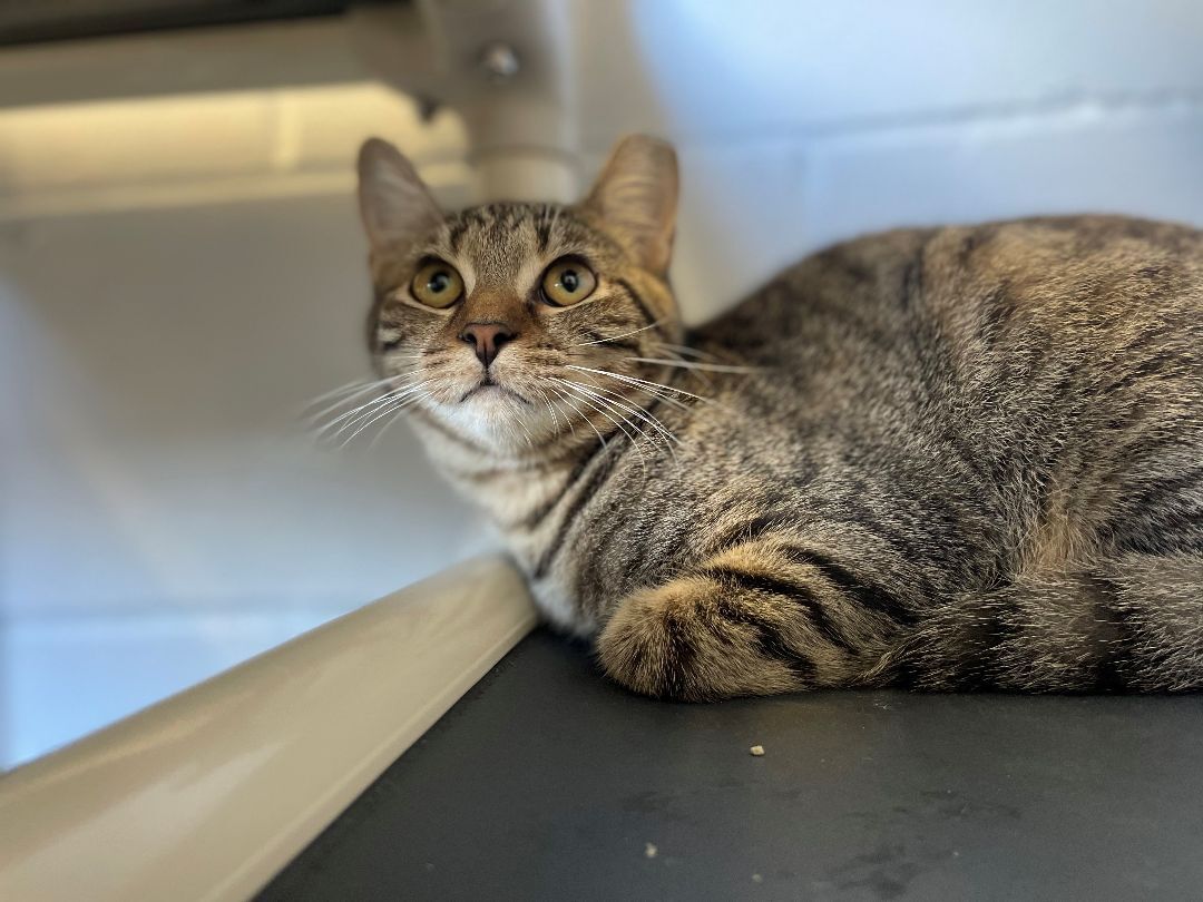 Pepperoncini, a Adoptable Domestic Short Hair in East Northport, NY image 2/6