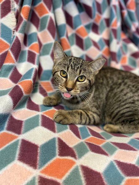 Pepperoncini, a Adoptable Domestic Short Hair in East Northport, NY image 3/6