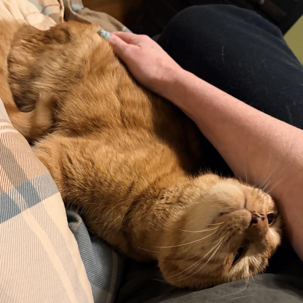 Enlarge TK, a Adoptable mixed breed in Hopkinton, MA image 1/2