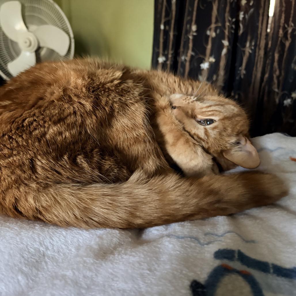 Enlarge TK, a Adoptable mixed breed in Hopkinton, MA image 2/2