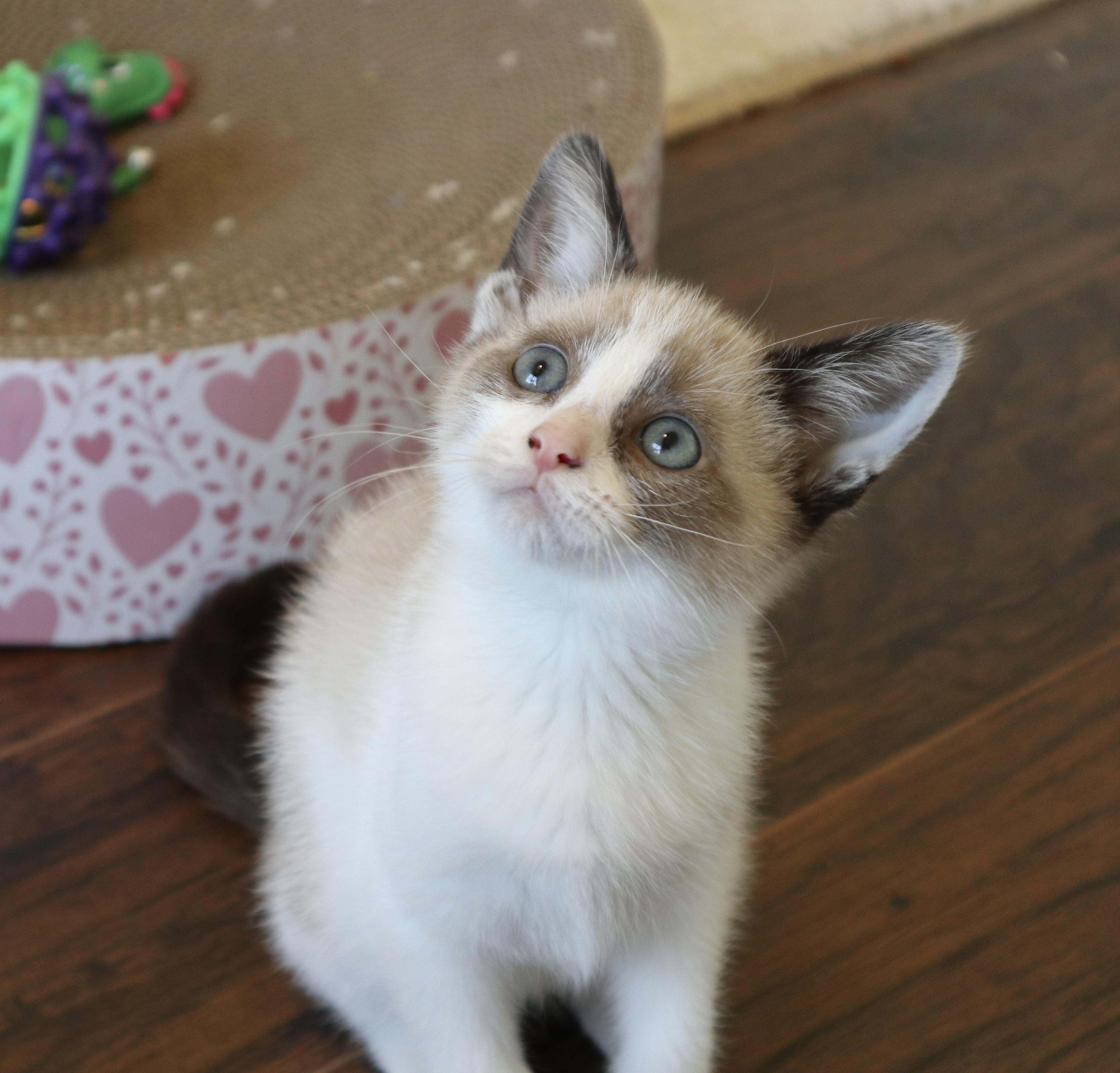 Enlarge Blanche, an adopted Domestic Short Hair in Rossville, TN image 2/6