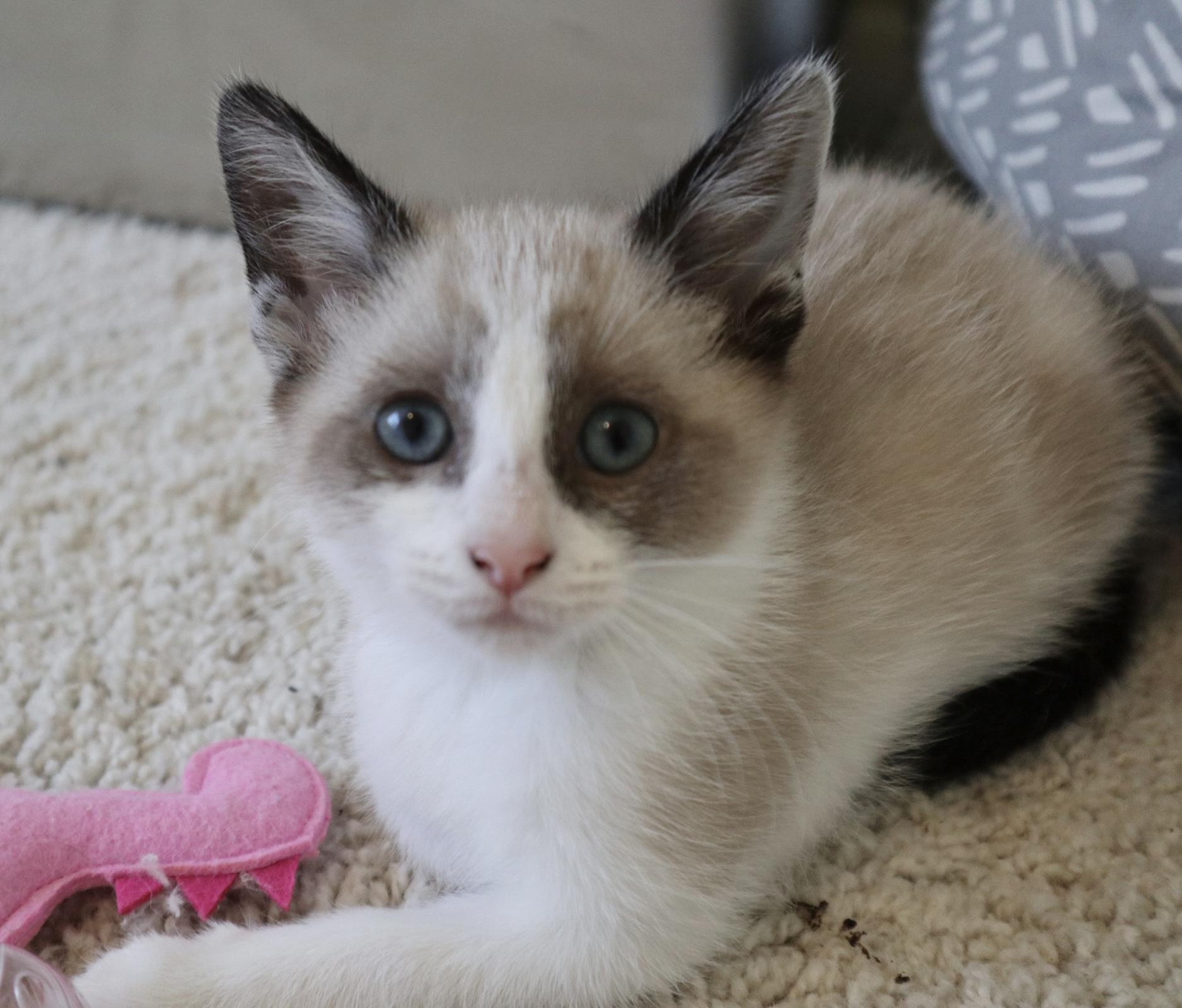 Enlarge Blanche, an adopted Domestic Short Hair in Rossville, TN image 3/6