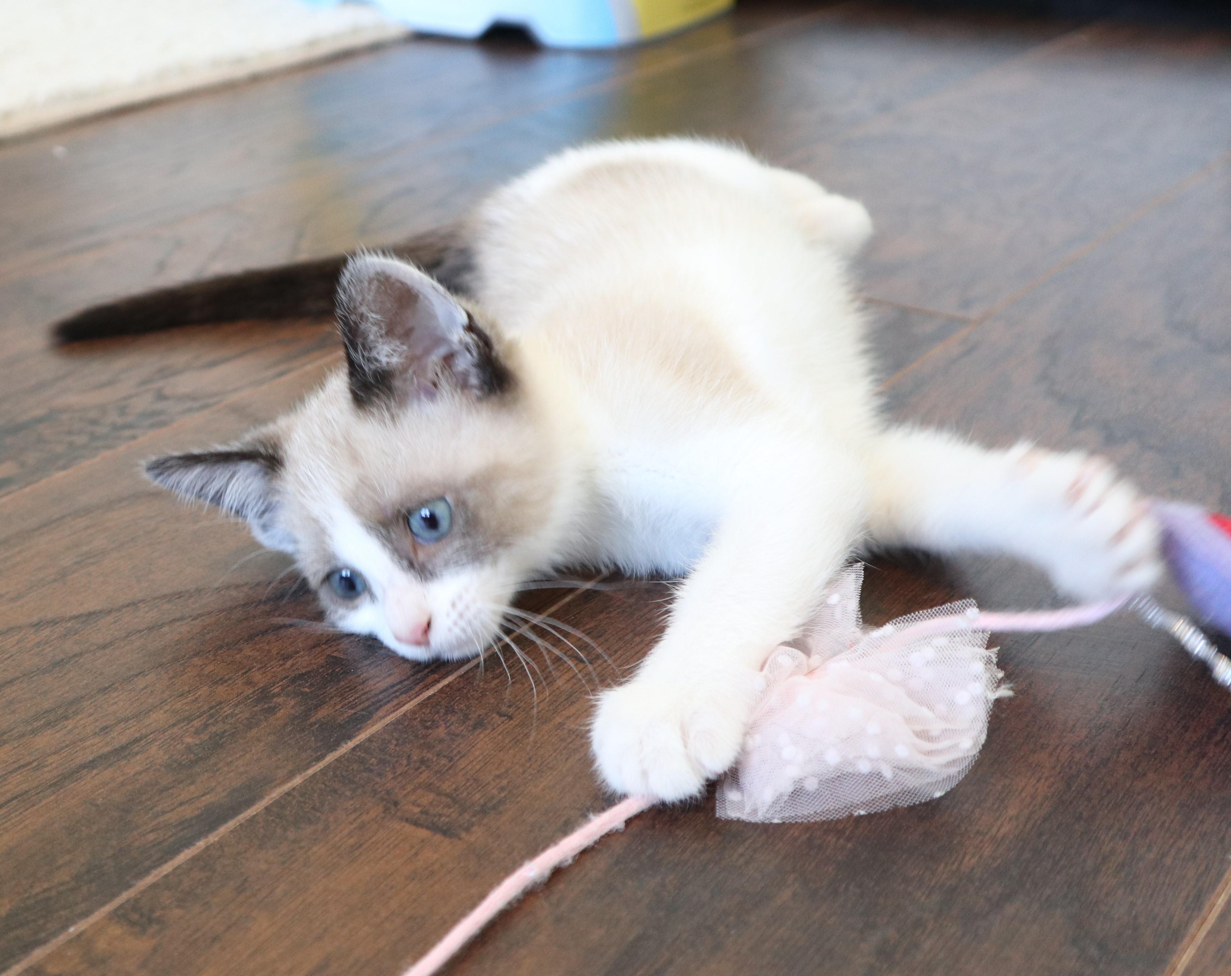 Enlarge Blanche, an adopted Domestic Short Hair in Rossville, TN image 6/6
