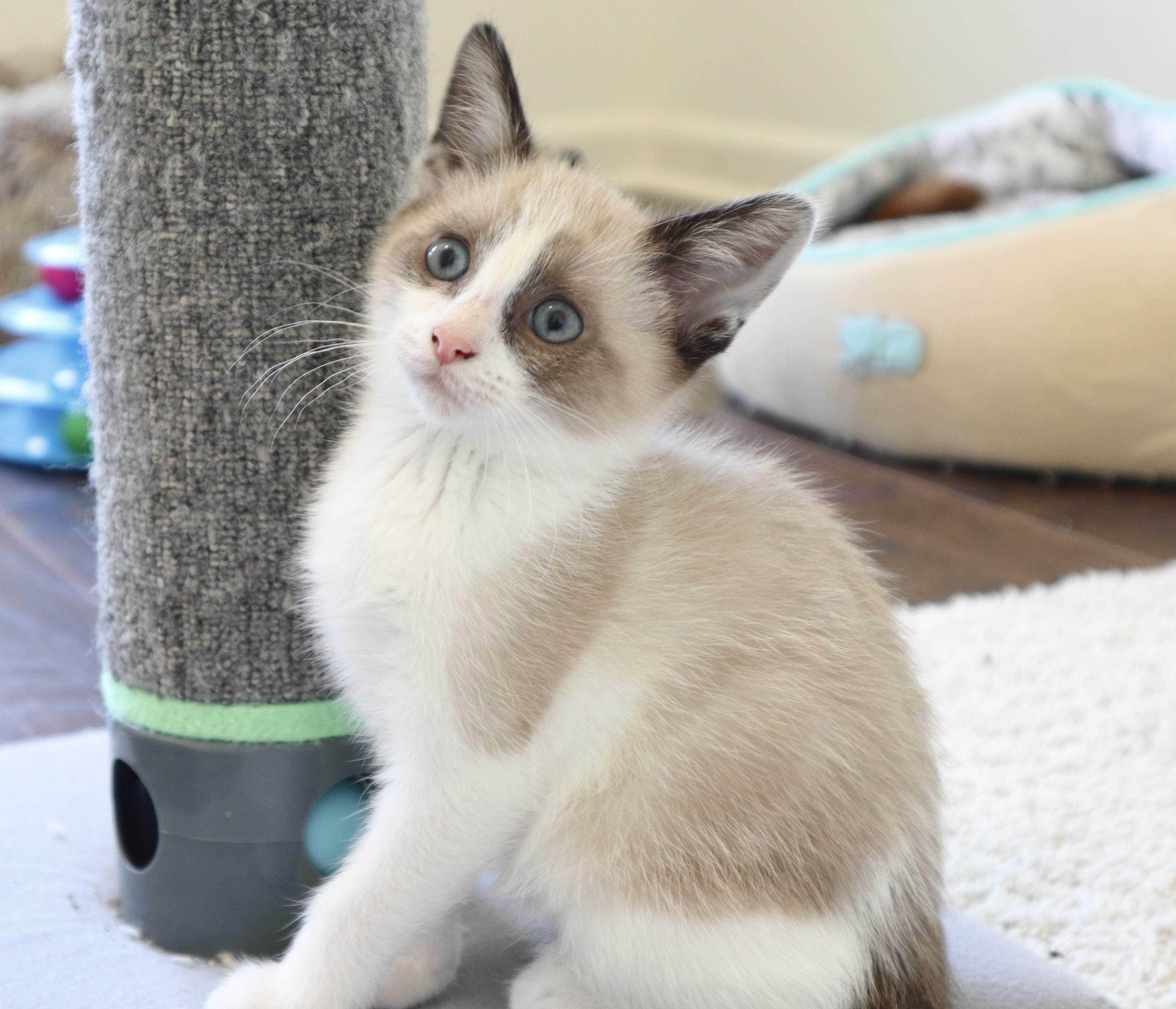 Enlarge Blanche, an adopted Domestic Short Hair in Rossville, TN image 4/6
