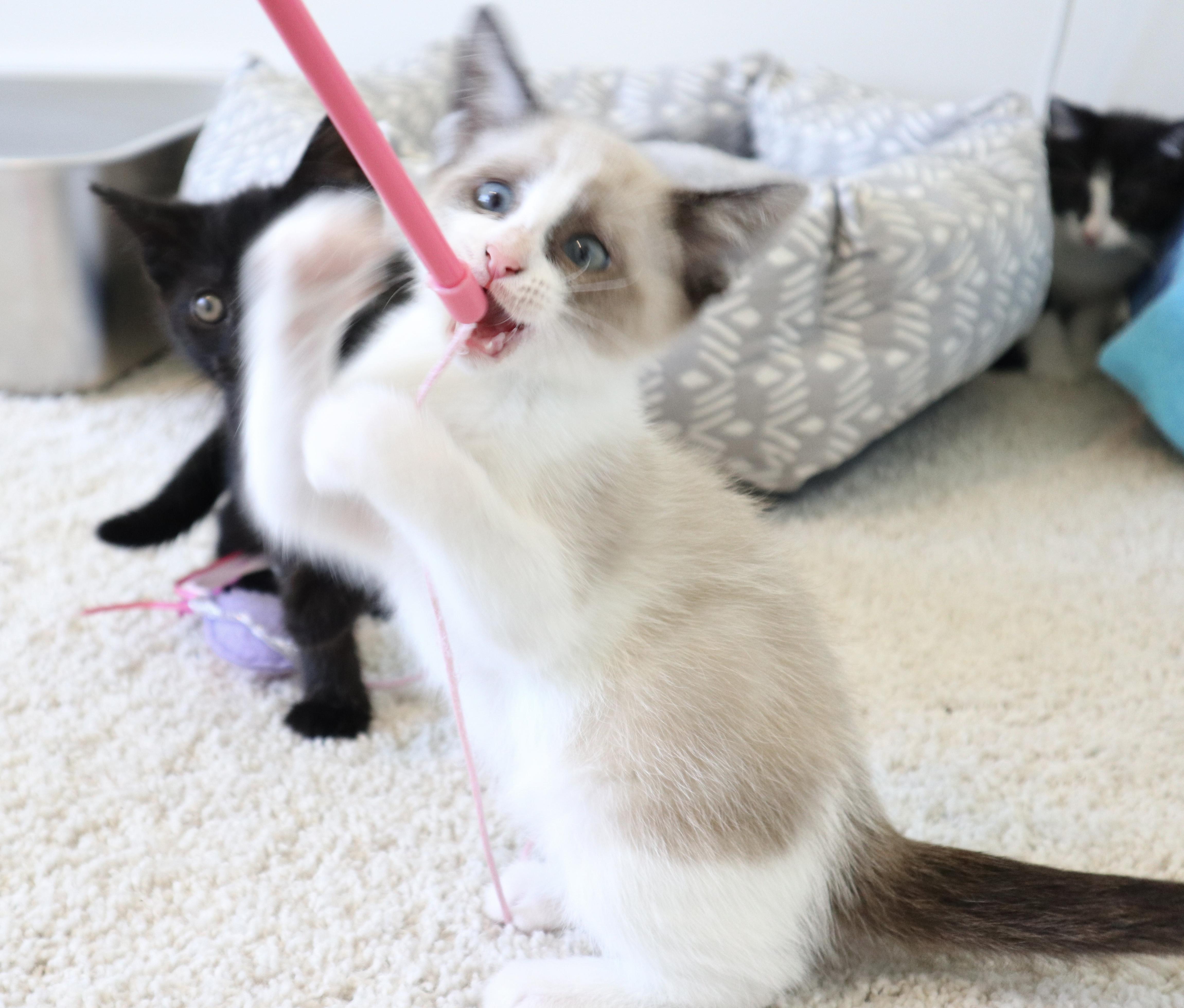 Enlarge Blanche, an adopted Domestic Short Hair in Rossville, TN image 5/6