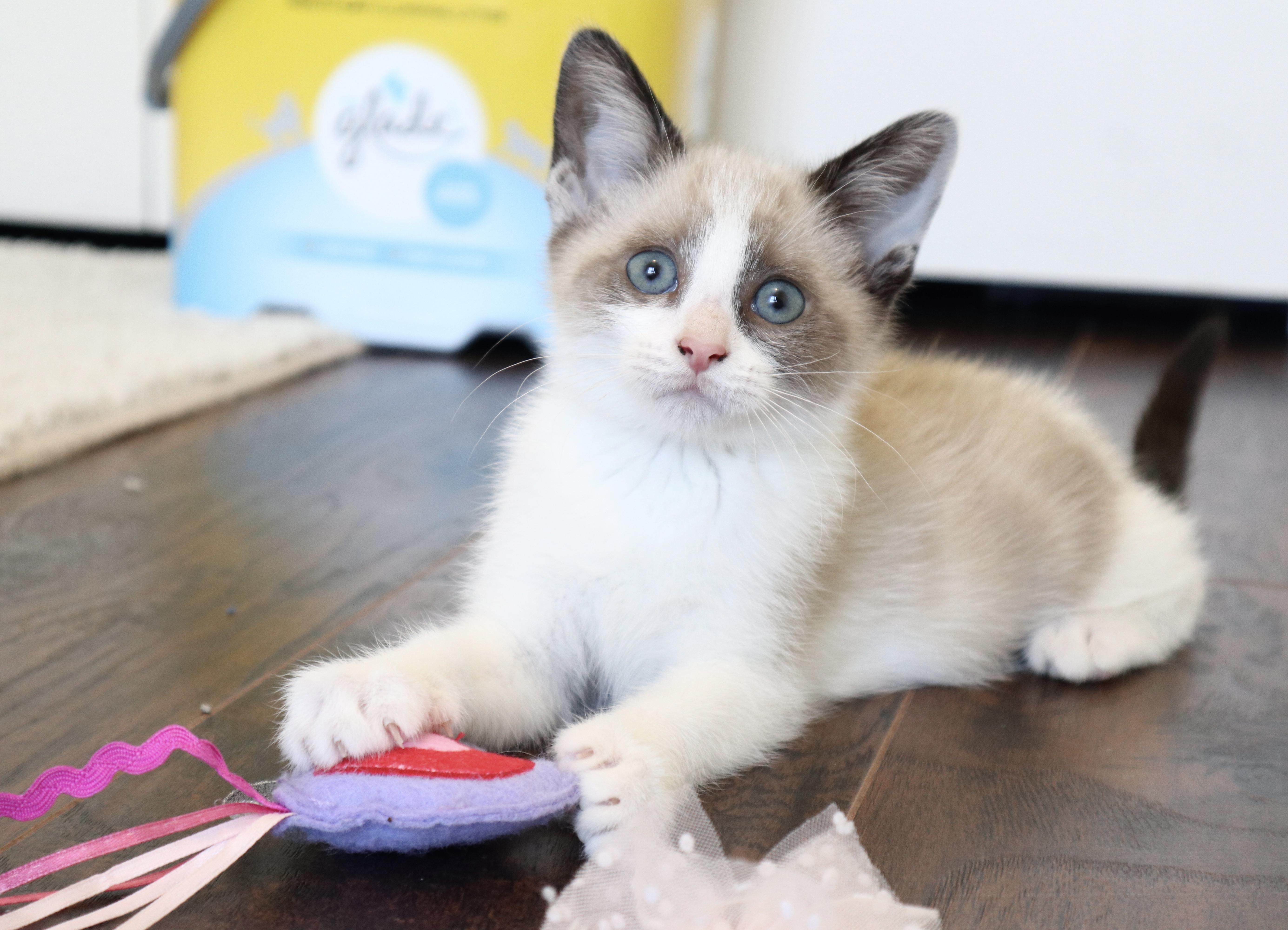 Blanche, adopted, Kitten Female Domestic Short Hair.