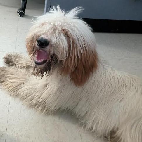 Scout, an adoptable Standard Poodle, Aussiedoodle in Kansas City, KS, 66104 | Photo Image 1