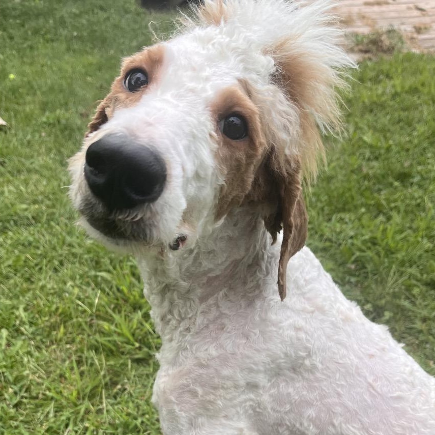 Scout, an adoptable Standard Poodle, Aussiedoodle in Kansas City, KS, 66104 | Photo Image 2