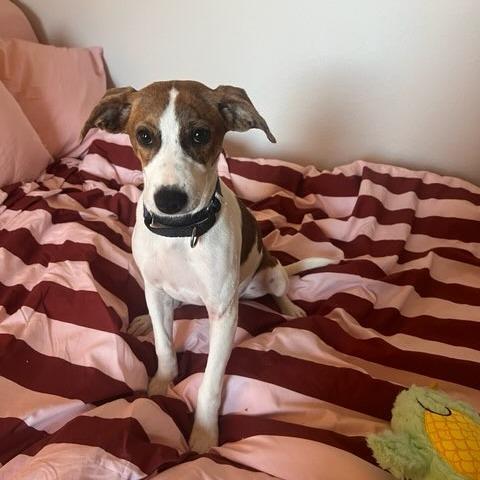 Callie, Adoptable, Young Female Hound & Mixed Breed.