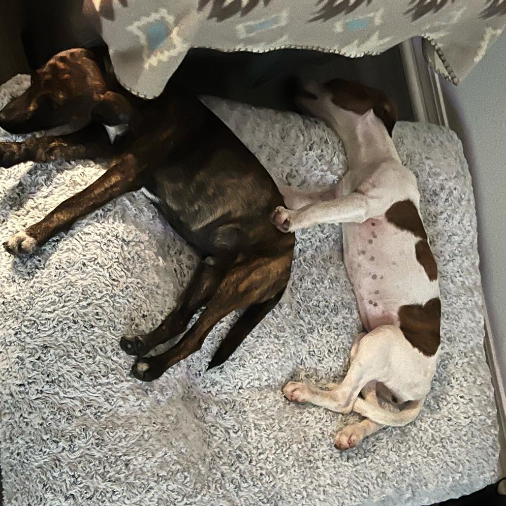 Enlarge Callie, a Adoptable mixed breed in Fayetteville, AR image 2/6