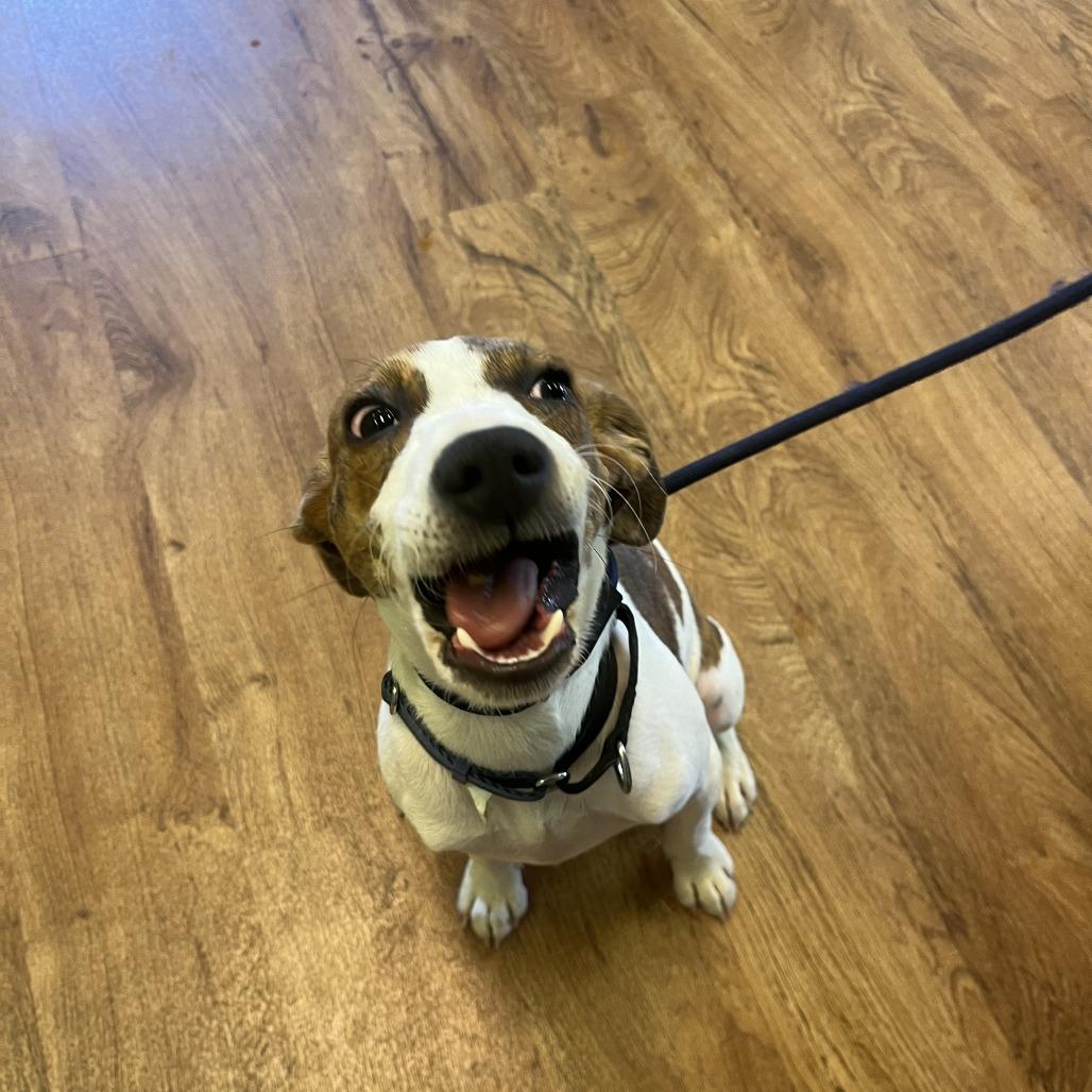 Enlarge Callie, a Adoptable mixed breed in Fayetteville, AR image 4/6