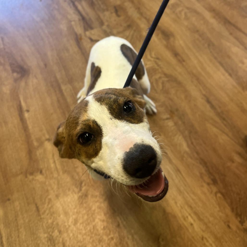 Enlarge Callie, a Adoptable mixed breed in Fayetteville, AR image 5/6