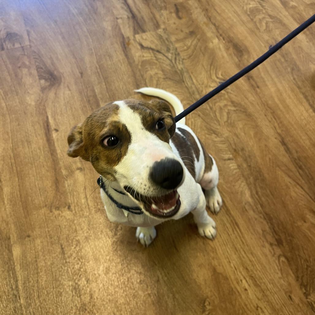 Enlarge Callie, a Adoptable mixed breed in Fayetteville, AR image 6/6