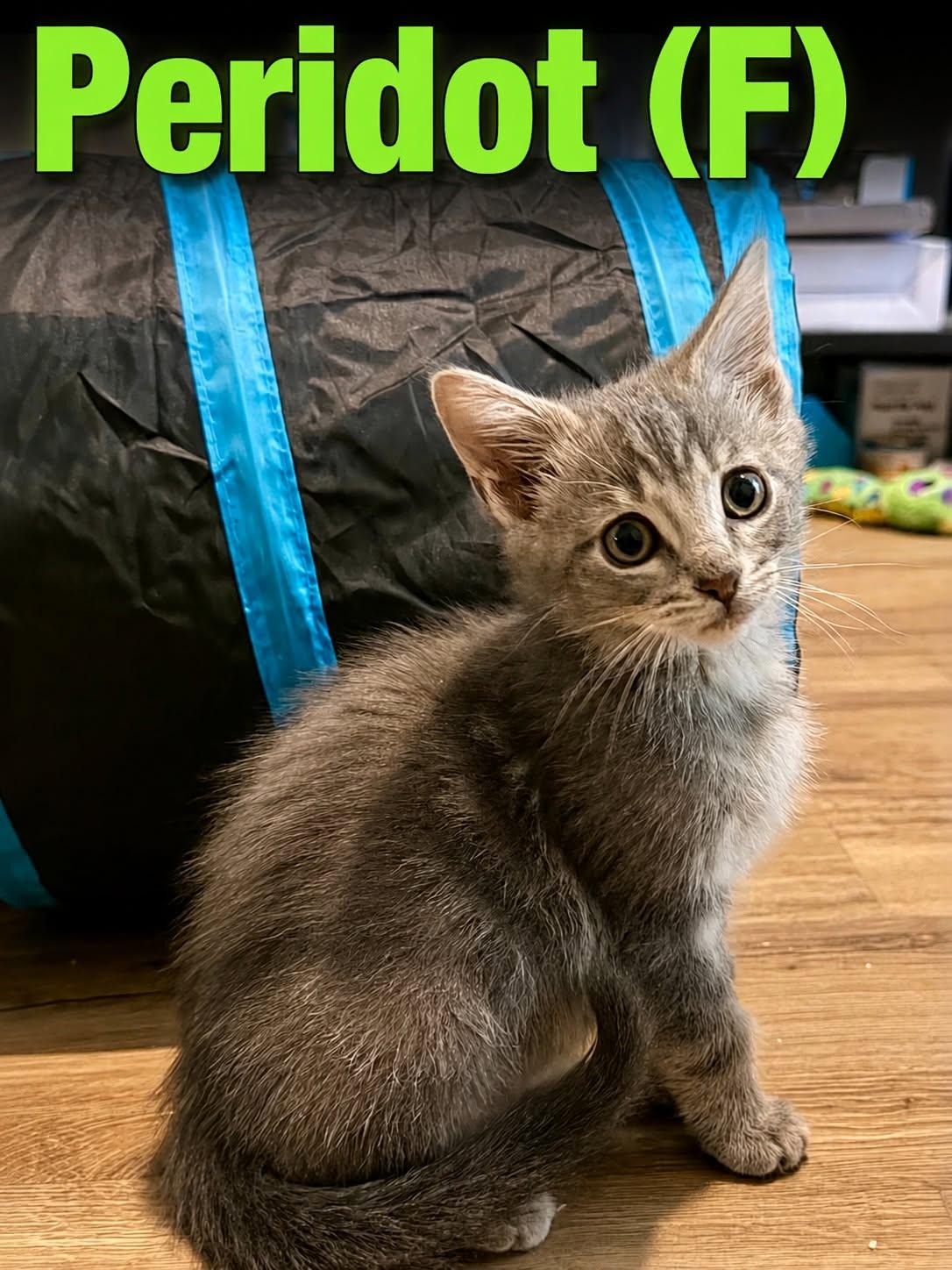 Enlarge peridot, a ADOPTABLE Domestic Short Hair in Clarksville, TN image 3/3