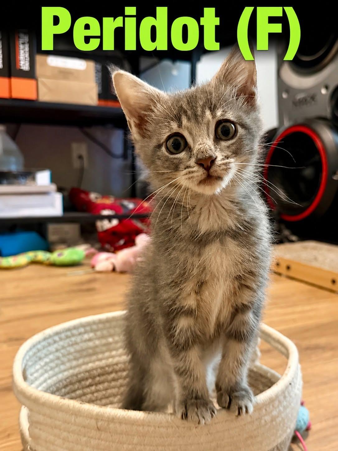 Enlarge peridot, a ADOPTABLE Domestic Short Hair in Clarksville, TN image 1/3