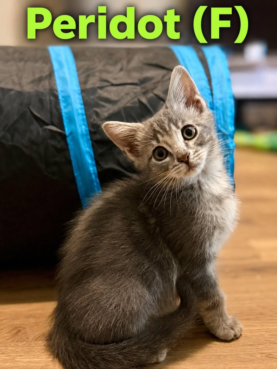 Enlarge peridot, a ADOPTABLE Domestic Short Hair in Clarksville, TN image 2/3