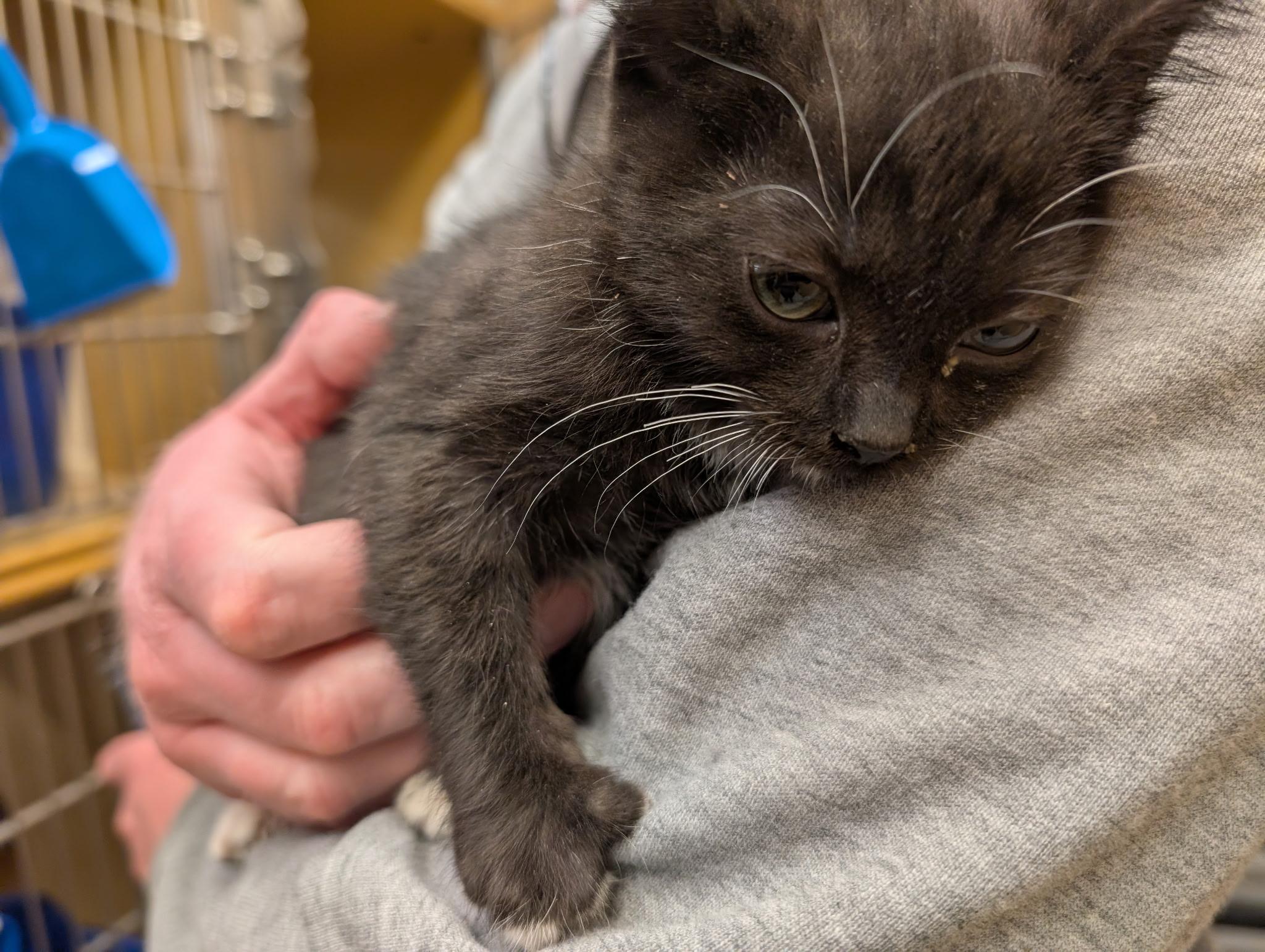 Enlarge Lynia, an adopted mixed breed in Albuquerque, NM image 2/4