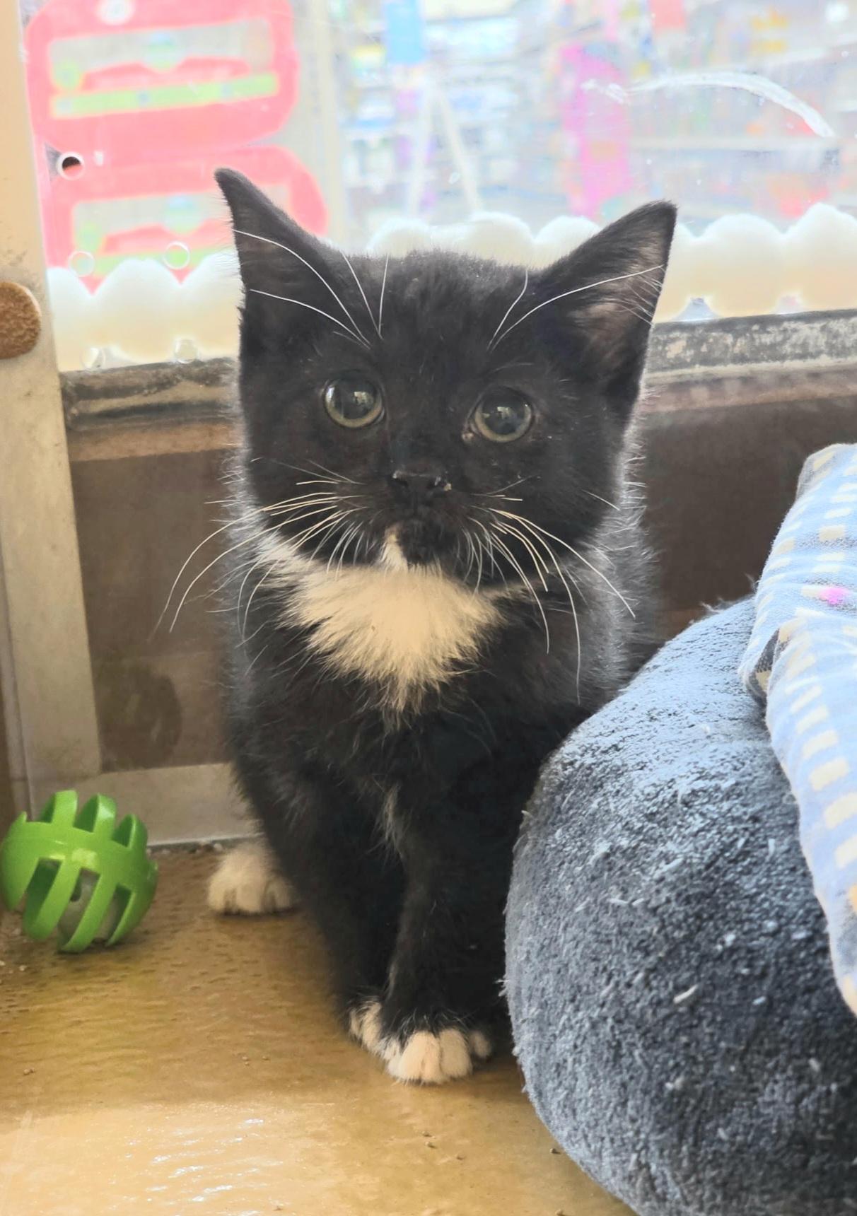 Enlarge Lynia, an adopted mixed breed in Albuquerque, NM image 1/4