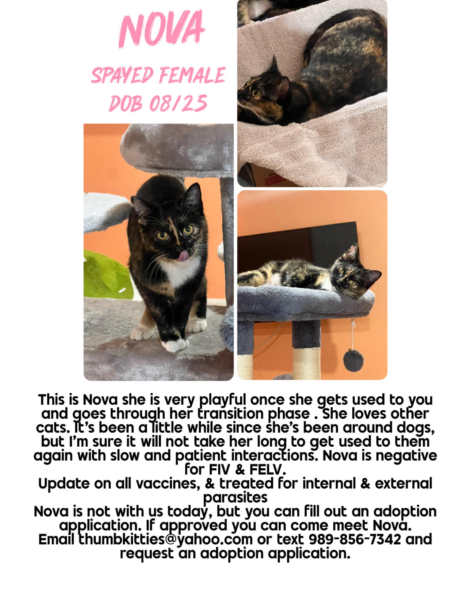 Nova, adopted, Kitten Female Domestic Short Hair.