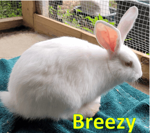 Enlarge Breezy, a Adoptable mixed breed in Myakka City, FL image 1/6