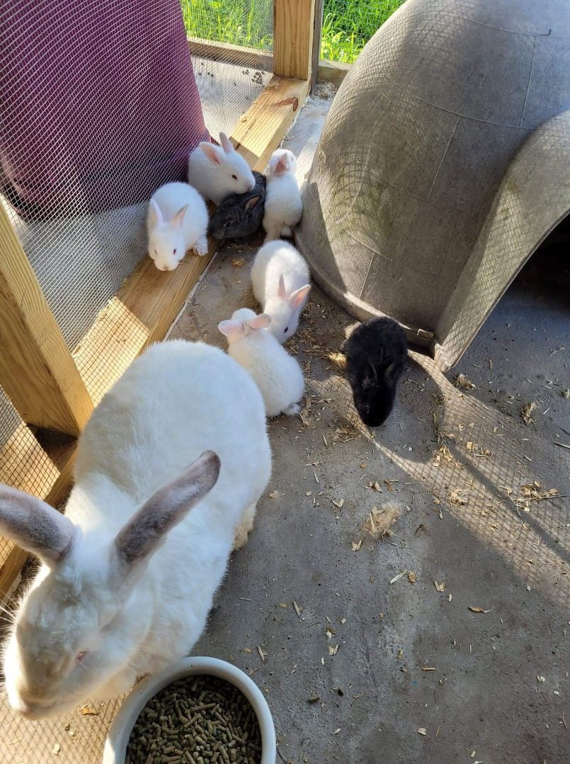 Enlarge Breezy, a Adoptable mixed breed in Myakka City, FL image 2/6