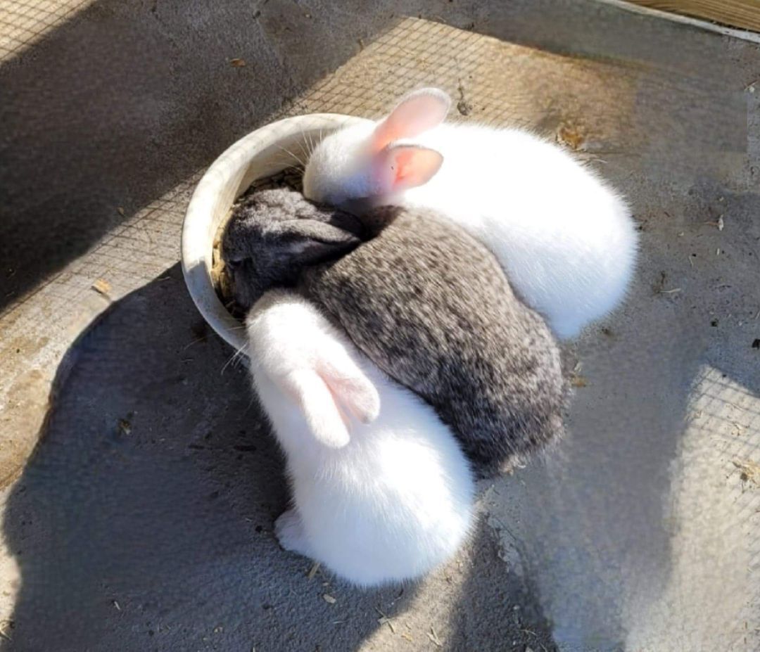 Enlarge Breezy, a Adoptable mixed breed in Myakka City, FL image 3/6